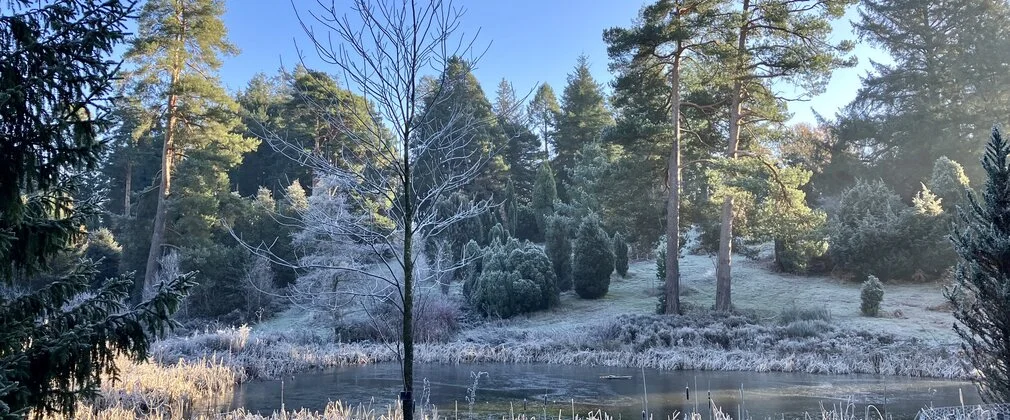 Bedgebury National Pinetum in winter morning light