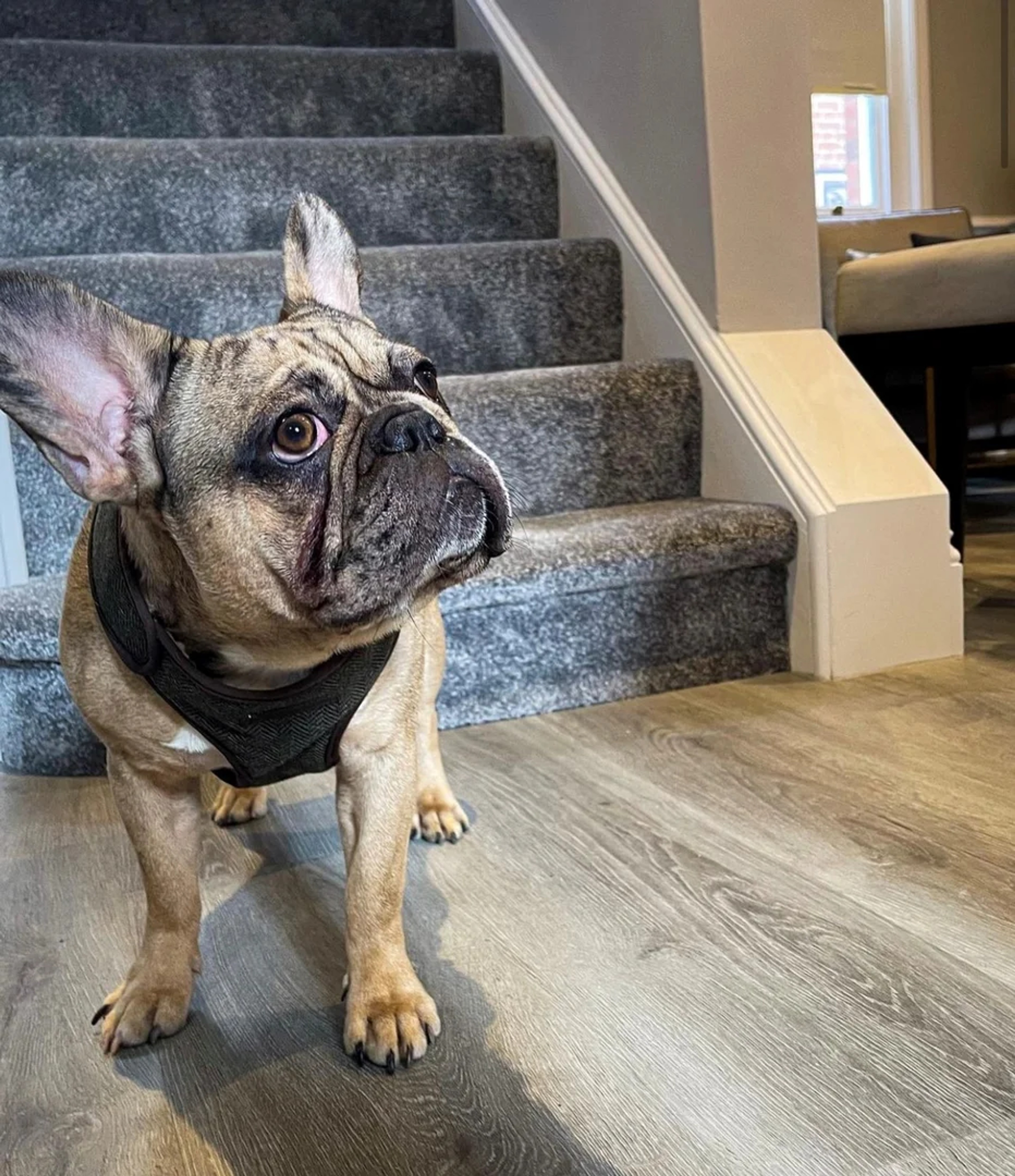 French bulldog Claude, the friendly hotel dog at One Warwick Park
