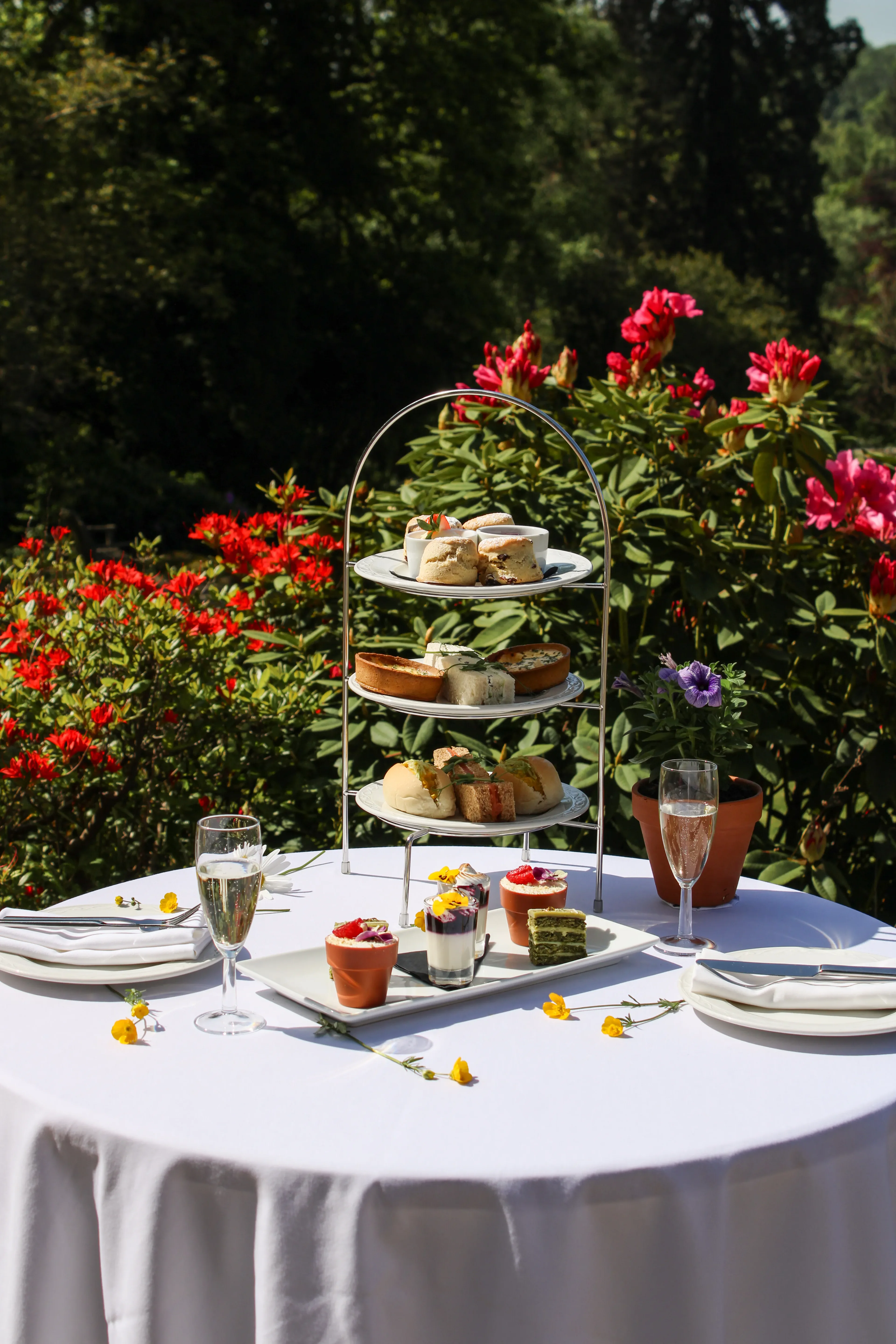 Afternoon tea served outdoors amongst the rhododendrons at Salomons Estate