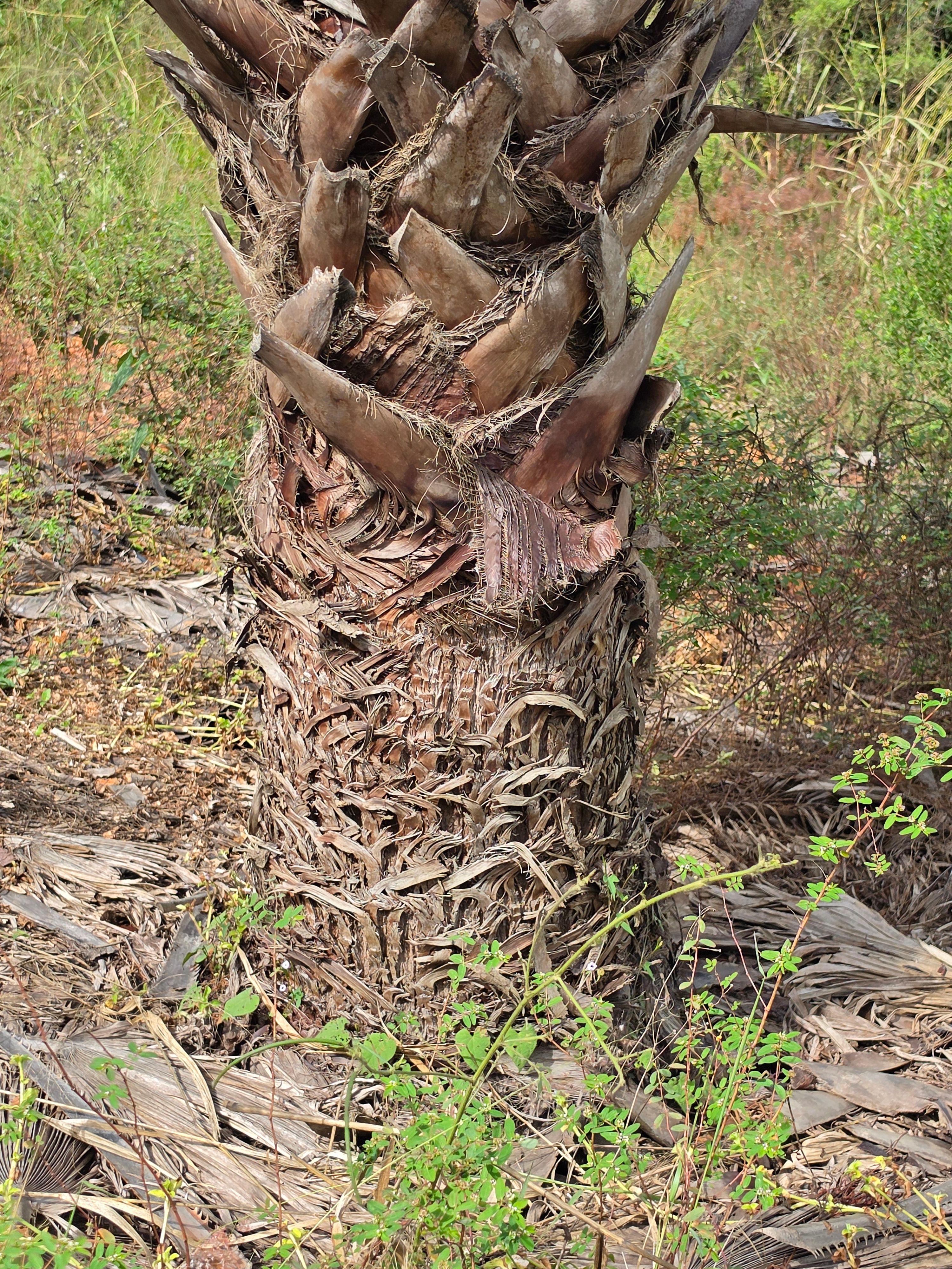 Palmeira Washingtonia Tronco