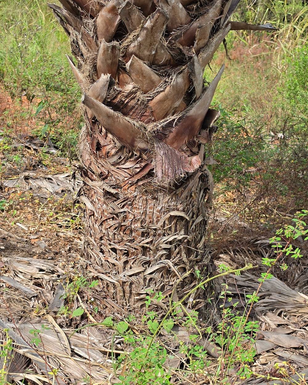 Palmeira Washingtonia Tronco