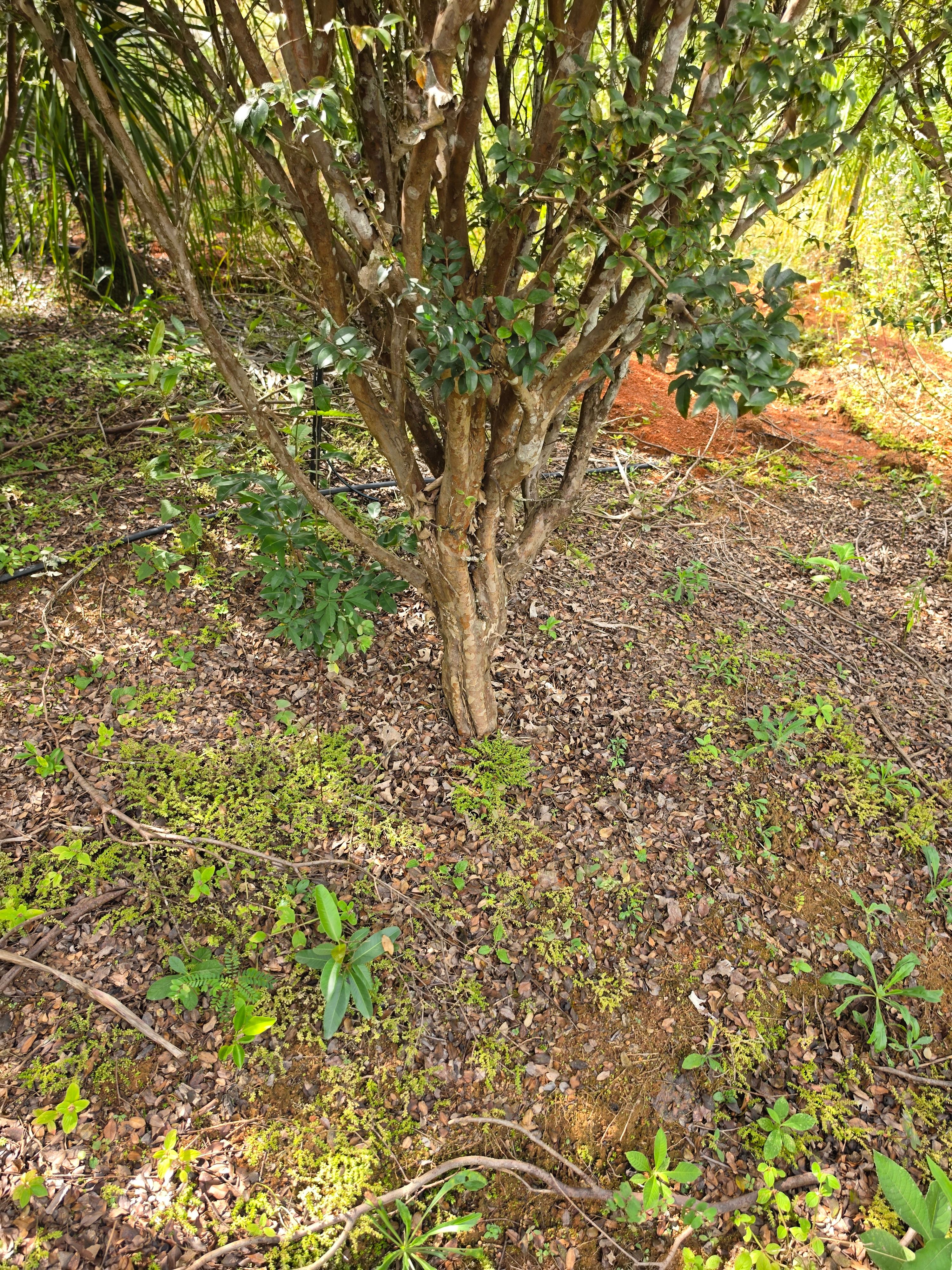 Jabuticabeira tronco