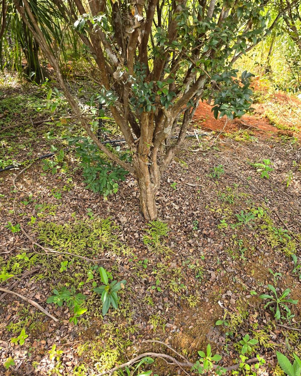 Jabuticabeira tronco