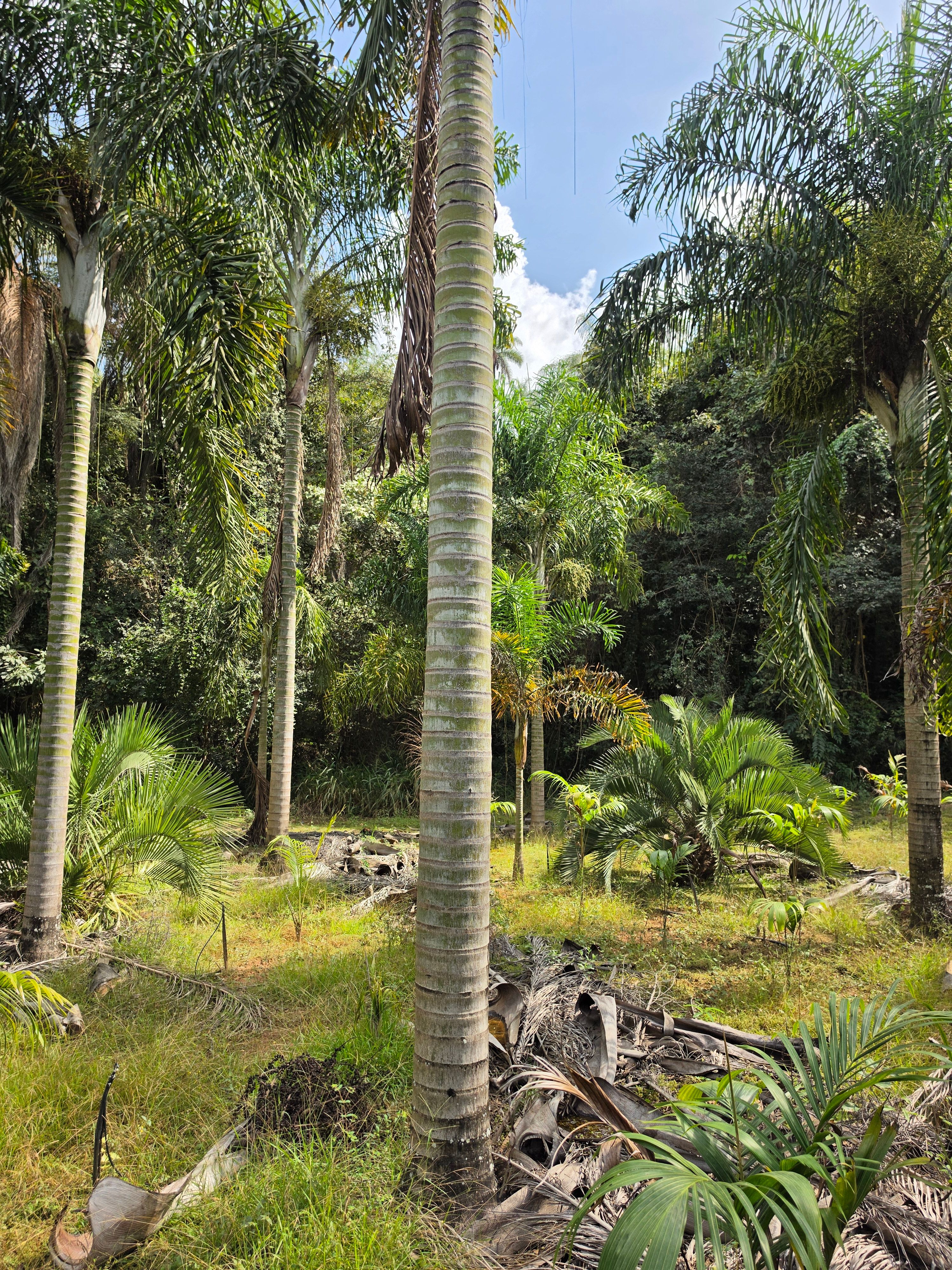 Areca de Locuba Tronco