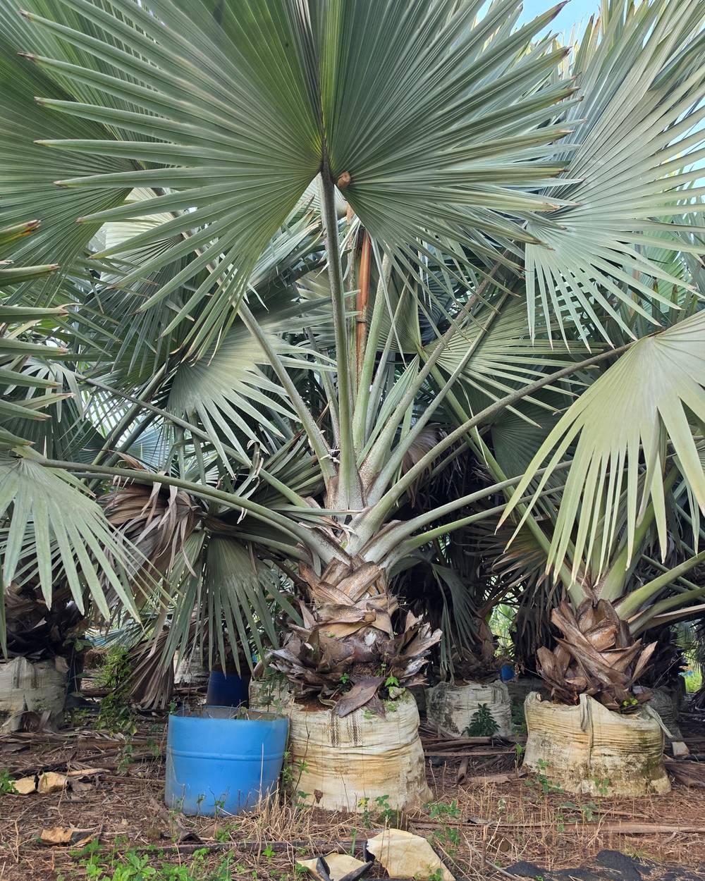 Palmeira Azul Geral