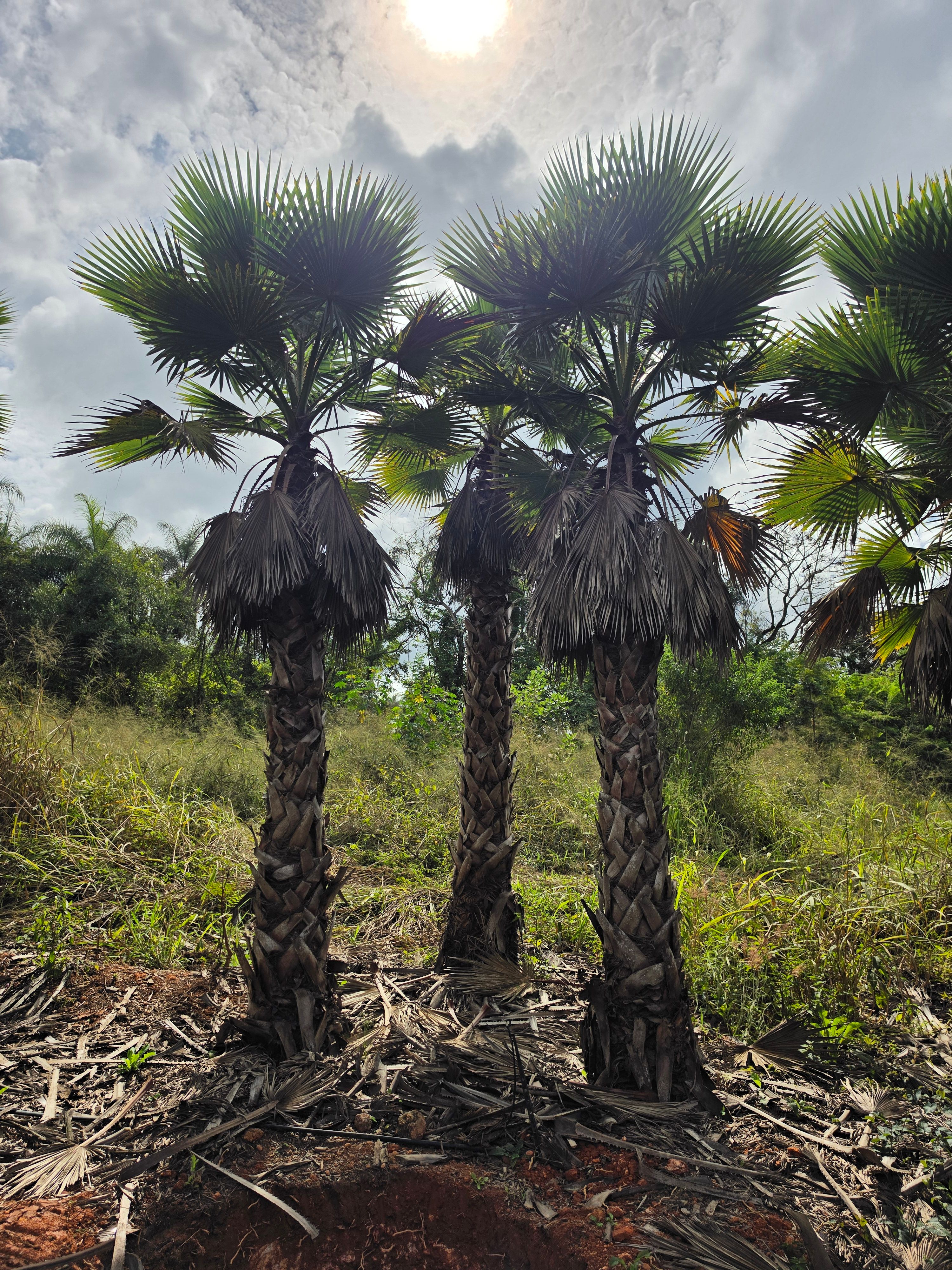 Palmeira Washingtonia Geral