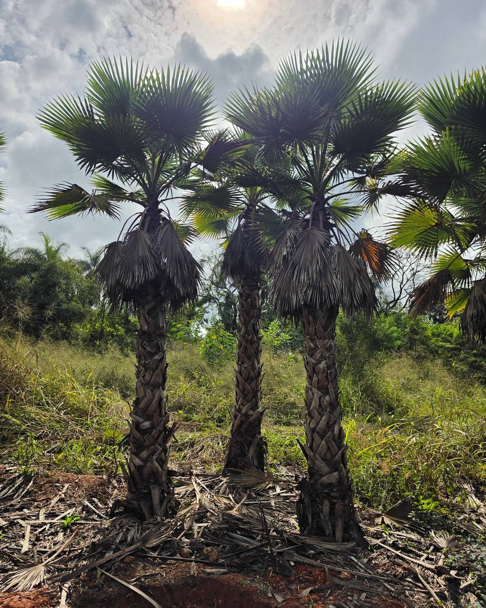 Palmeira Washingtonia Geral