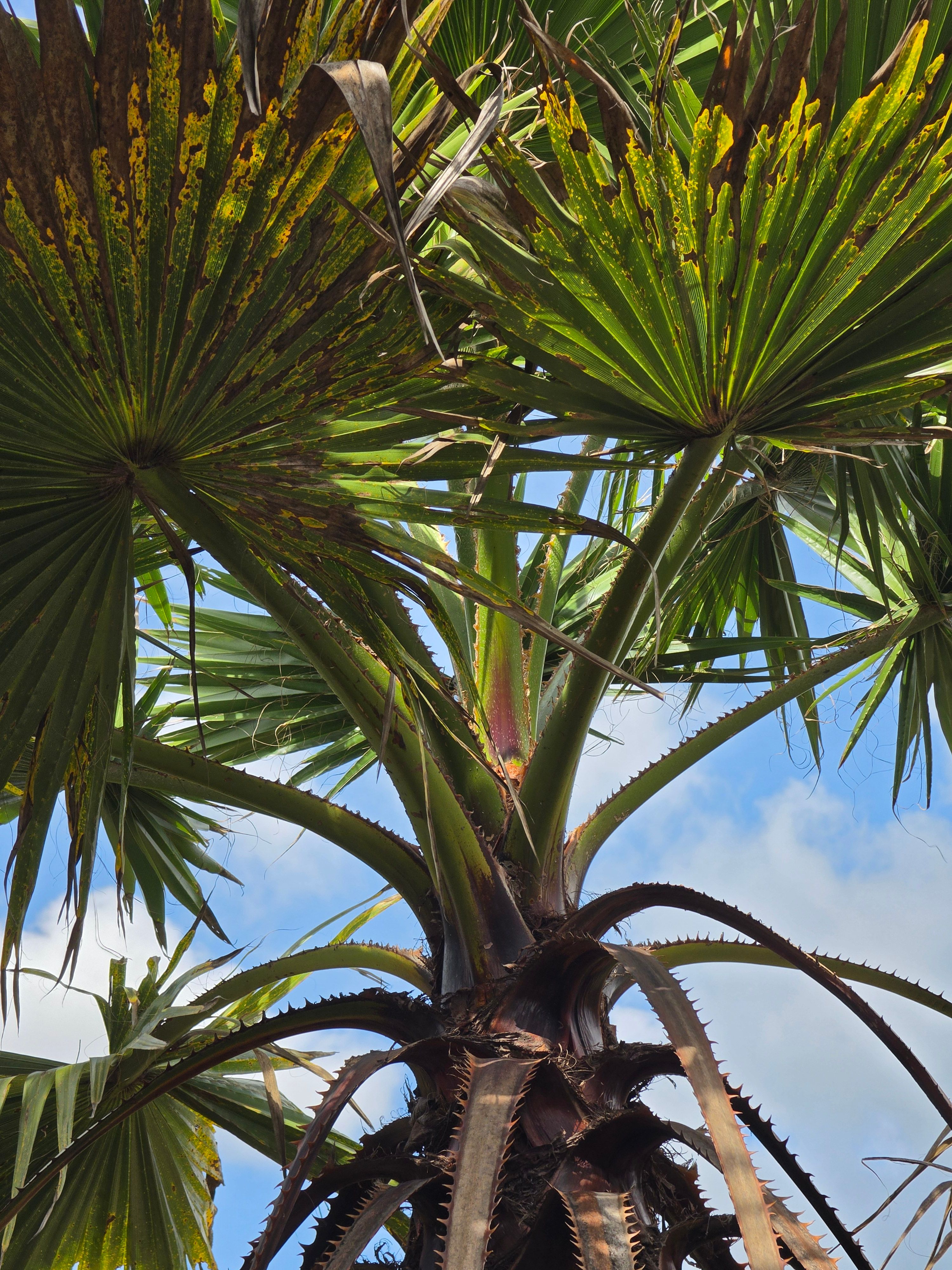 Palmeira Washingtonia Detalhe Folhas
