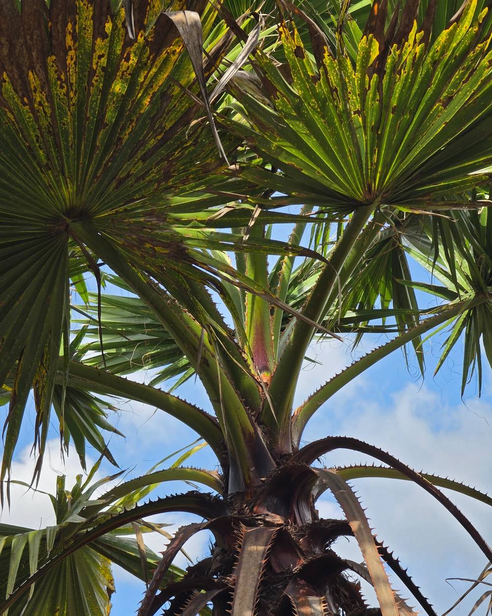 Palmeira Washingtonia Detalhe Folhas