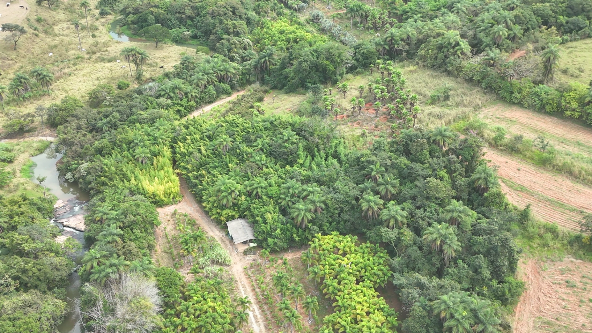 Viveiro de plantas