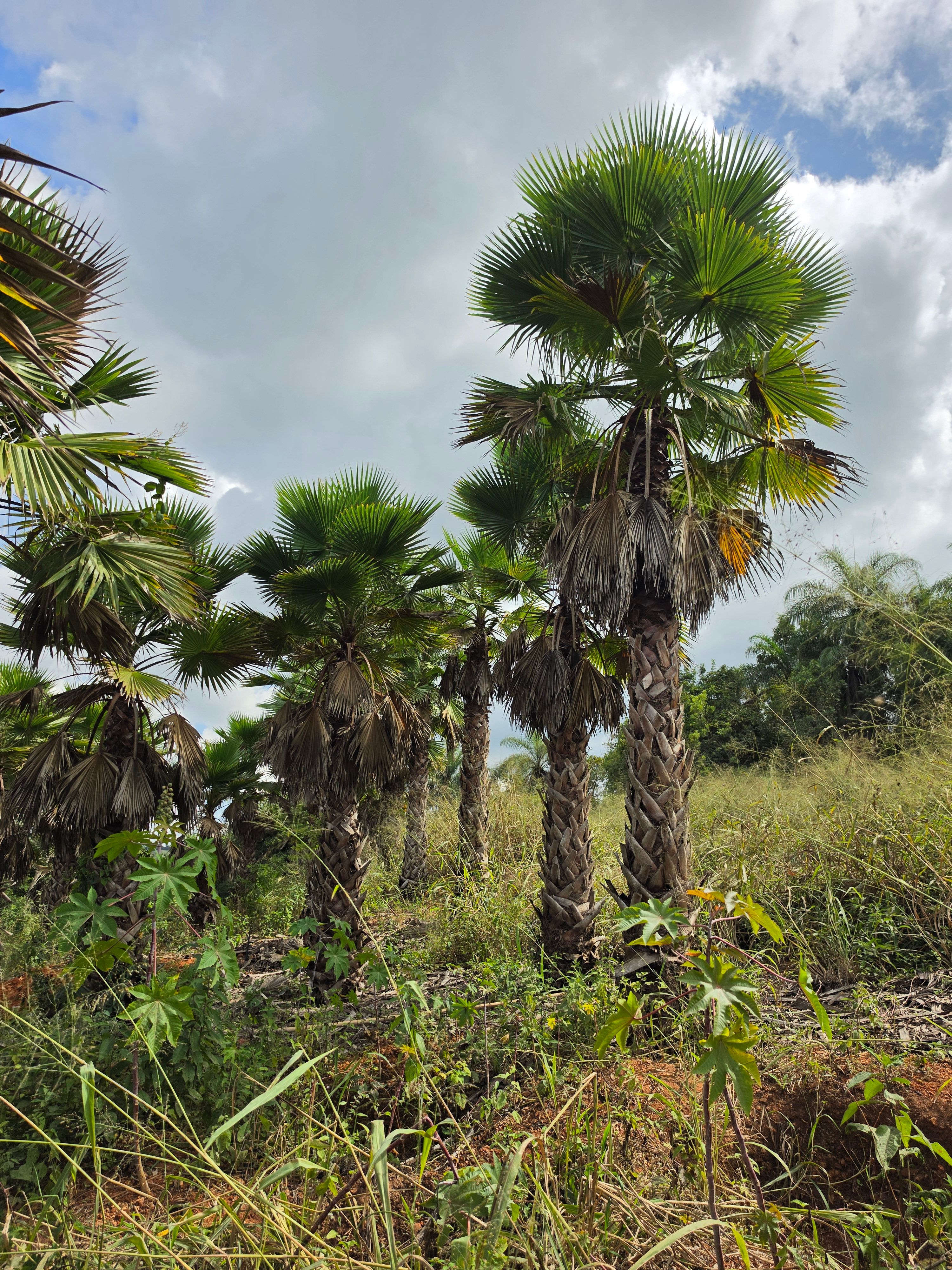 Palmeira Washingtonia Panoramica