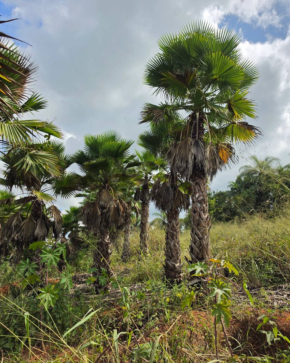 Palmeira Washingtonia Panoramica