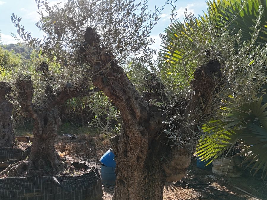 Oliveiras Centenárias no cesto