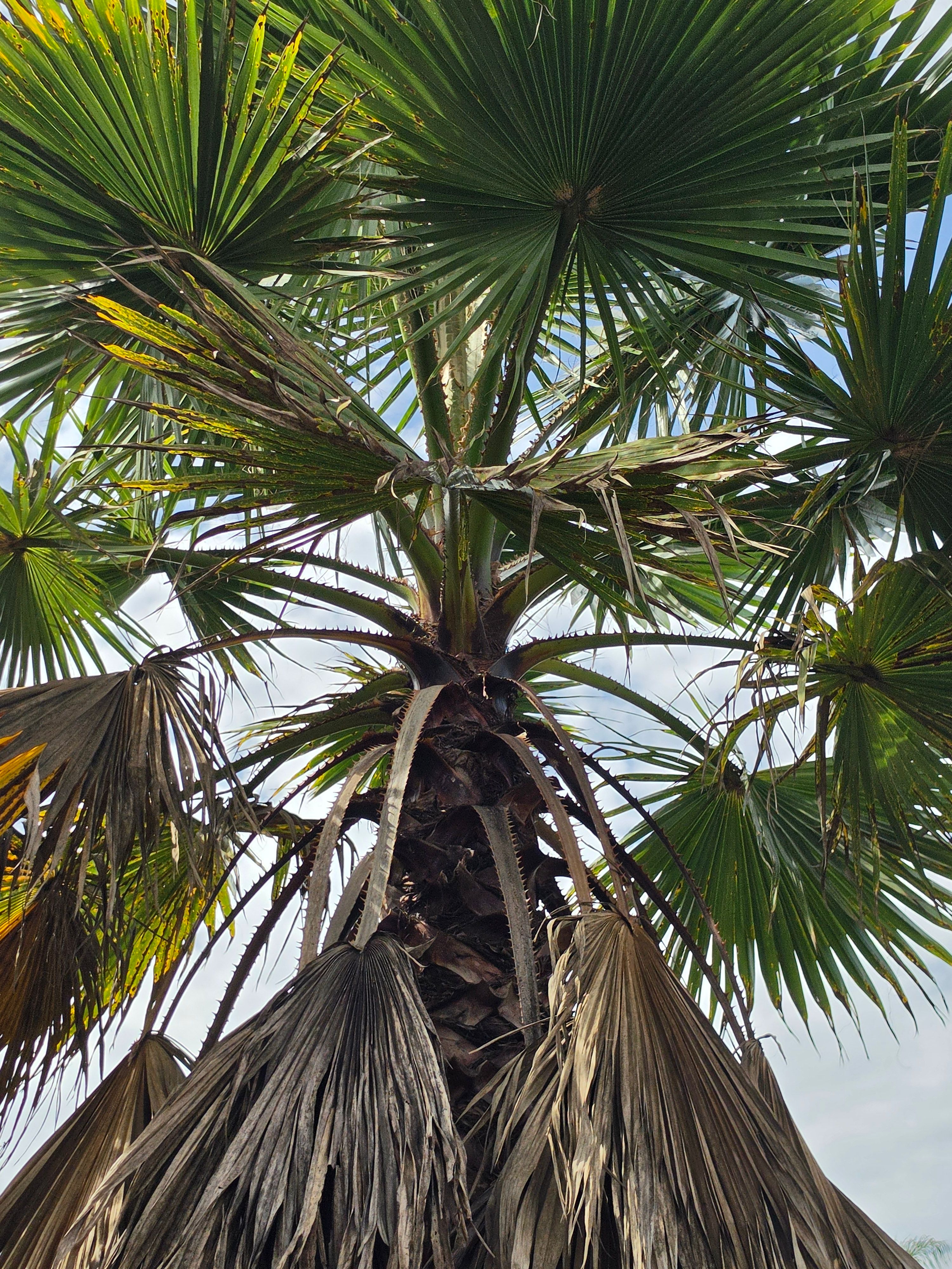 Palmeira Washingtonia Folhas