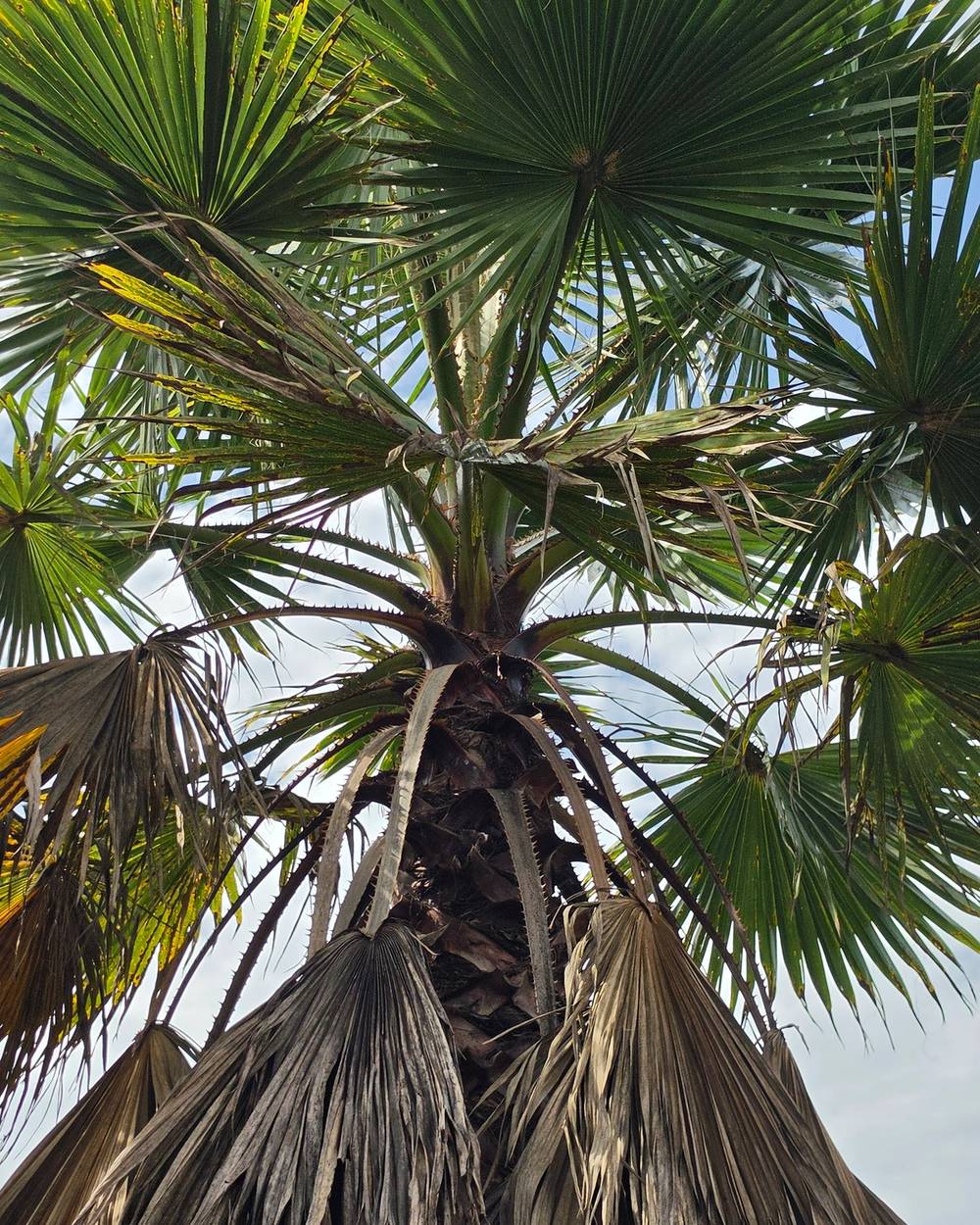 Palmeira Washingtonia Folhas