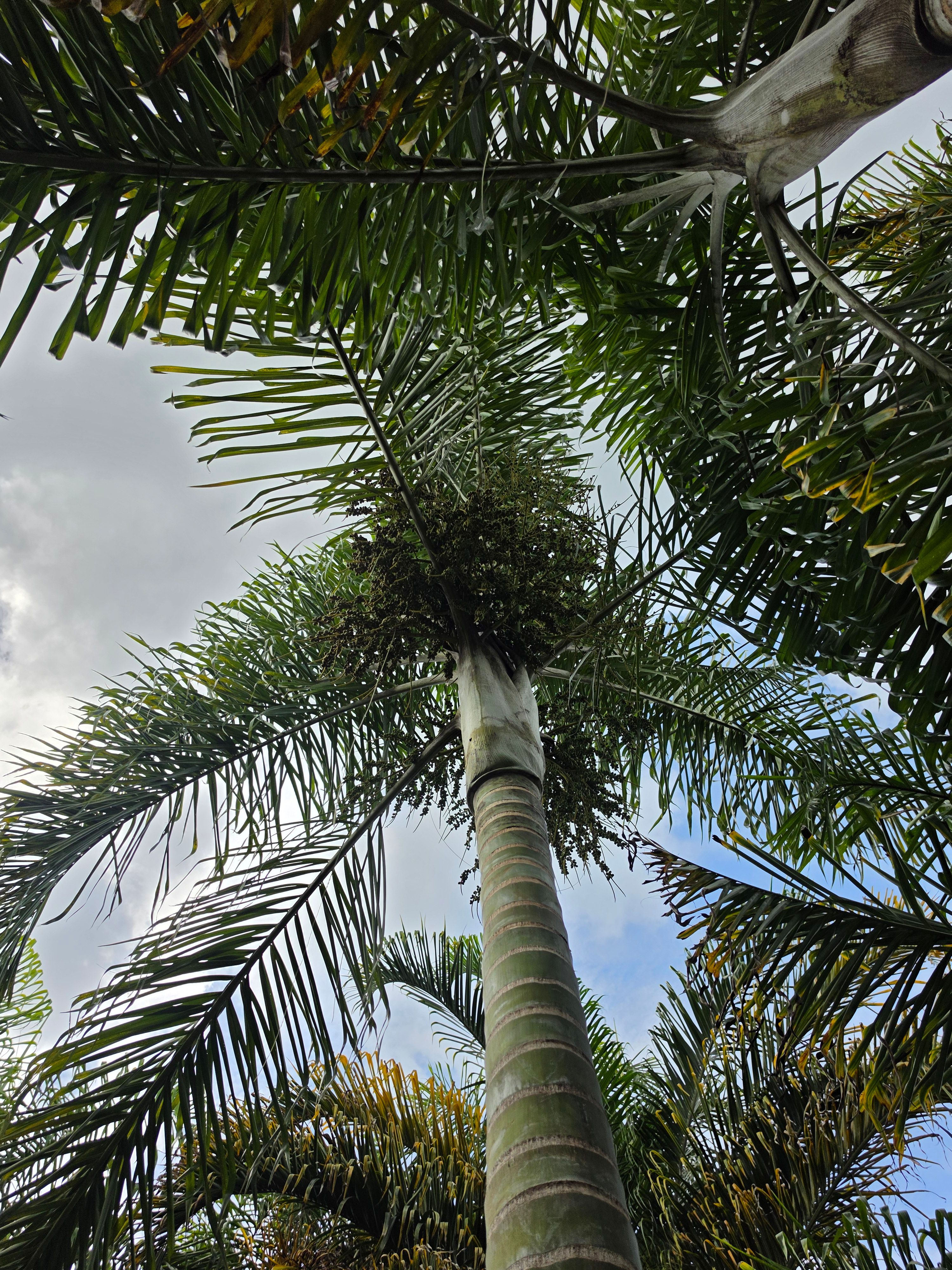 Areca de Locuba Folhas