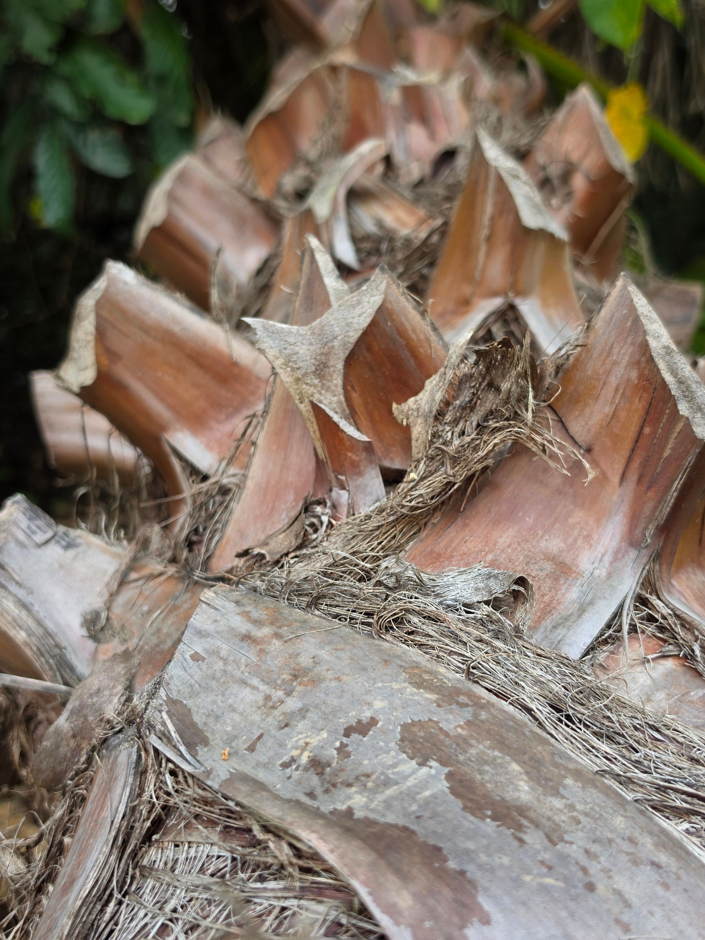 Palmeira Washingtonia Detalhe