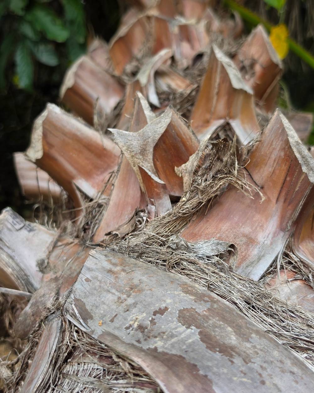 Palmeira Washingtonia Detalhe