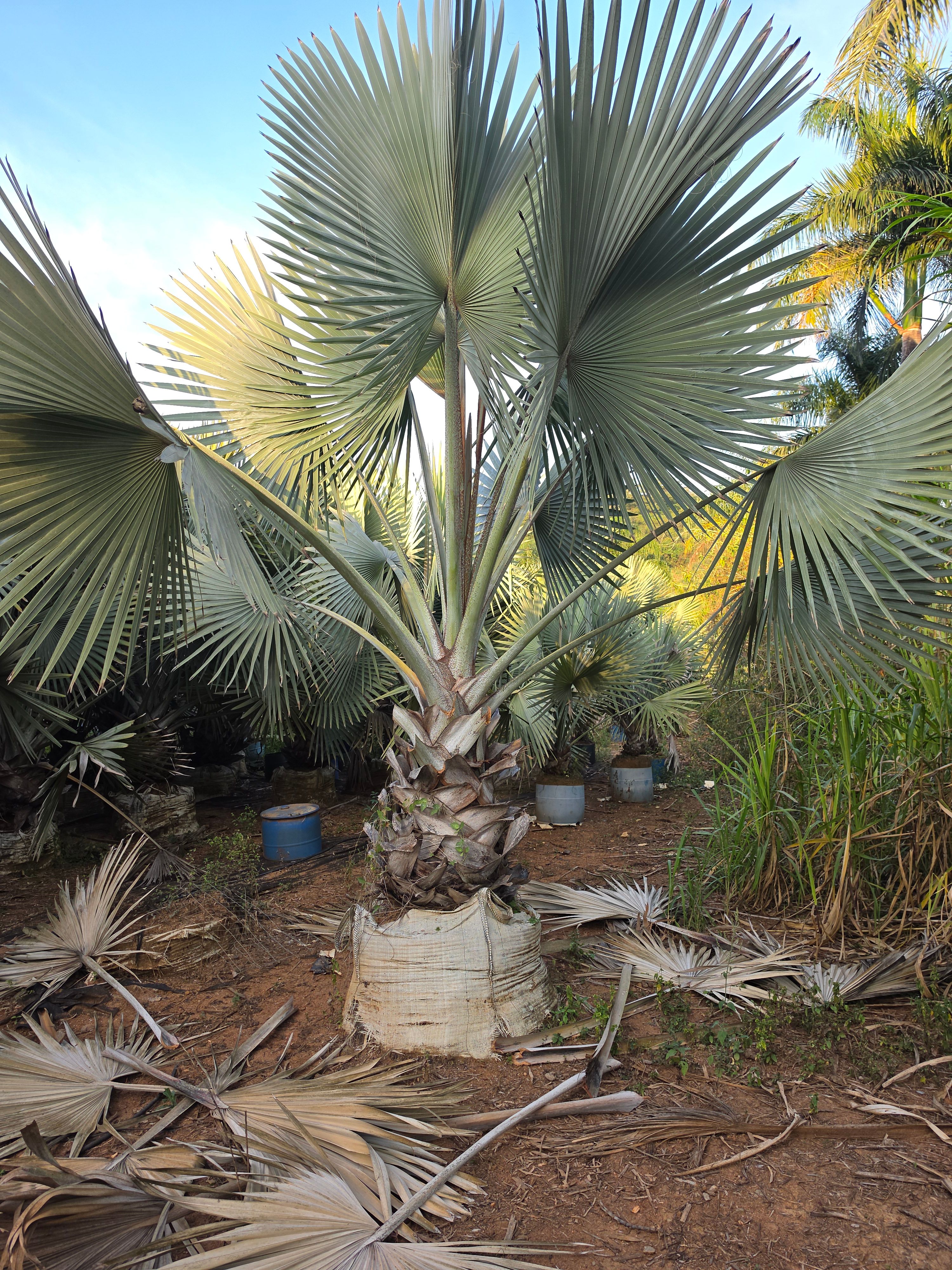 Palmeira Azul