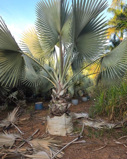 Palmeira Azul