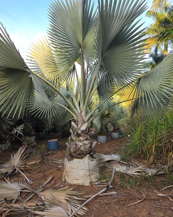 Palmeira Azul