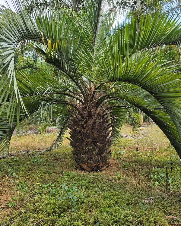 Butiá