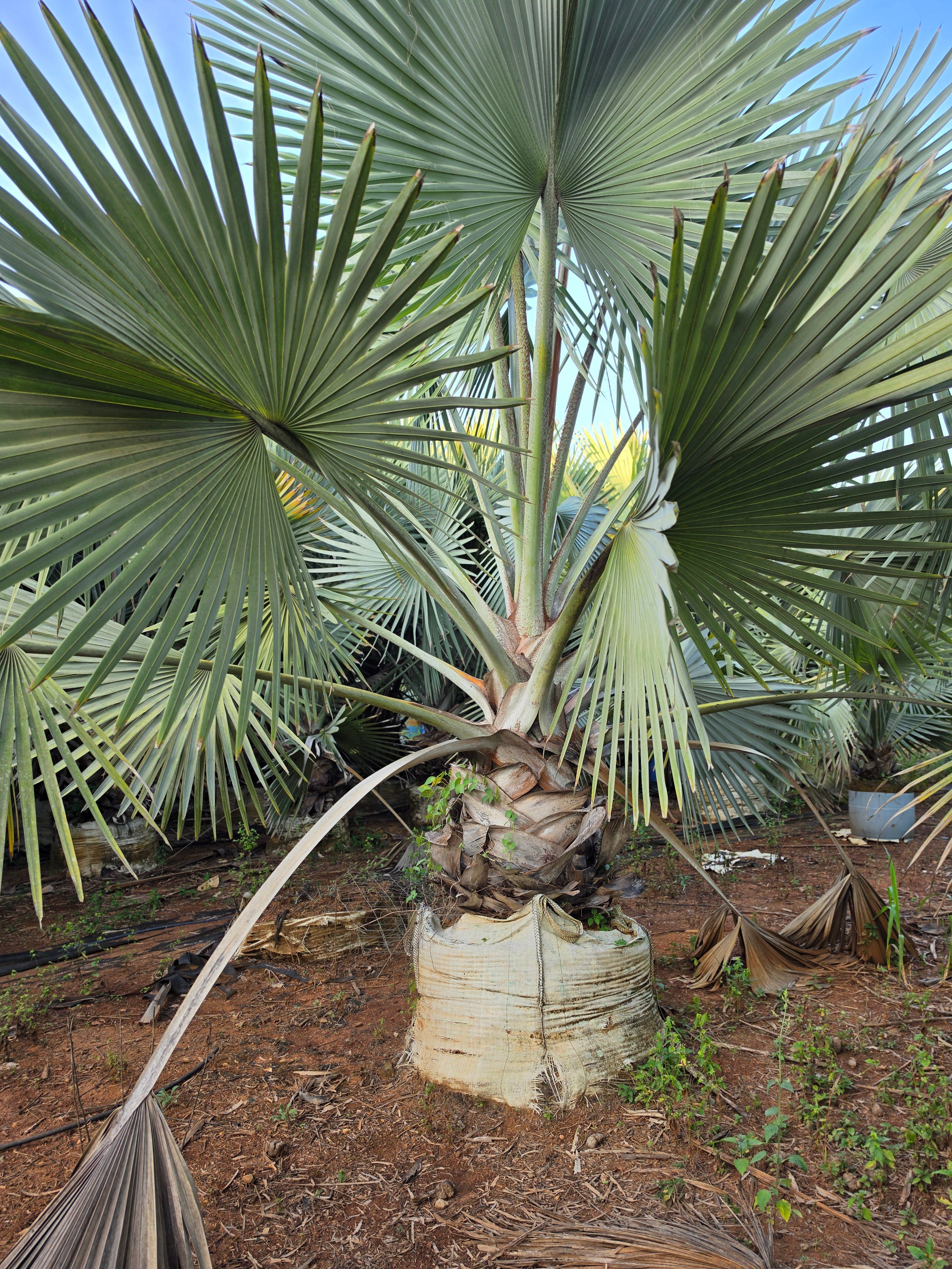 Palmeira Azul Folhas
