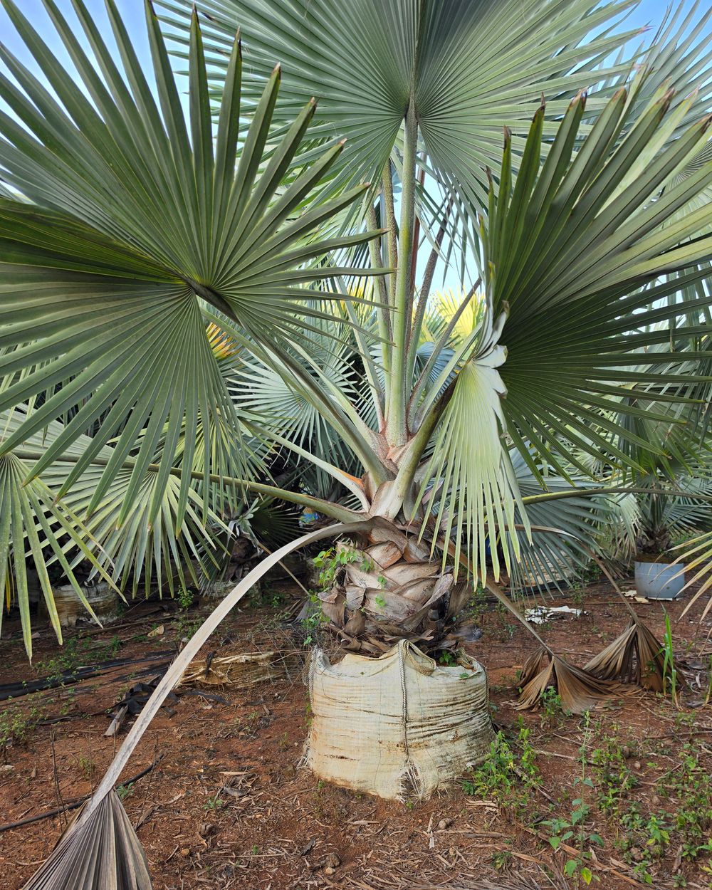 Palmeira Azul Folhas