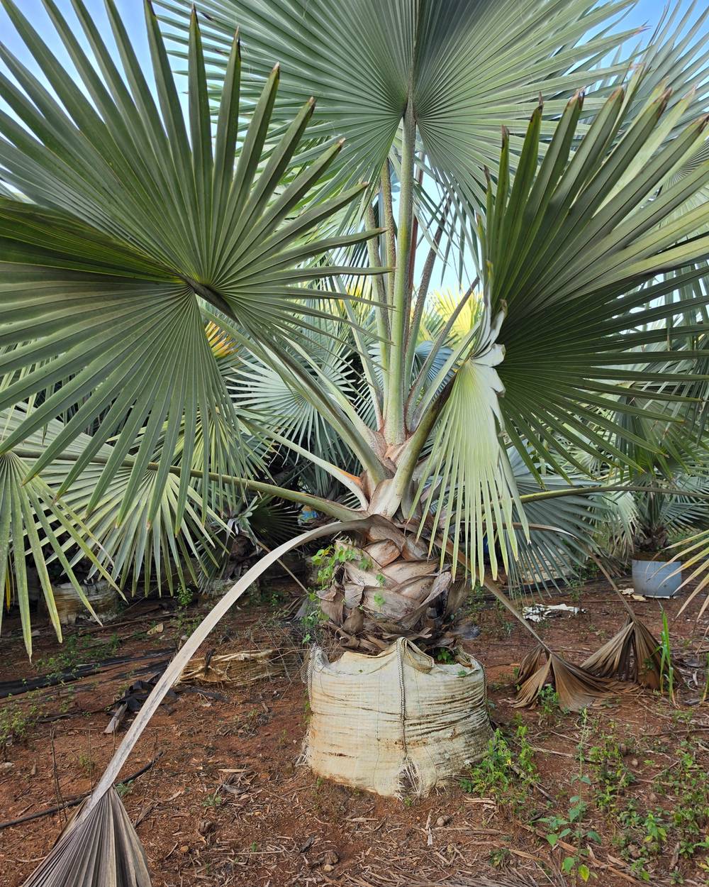Palmeira Azul Folhas