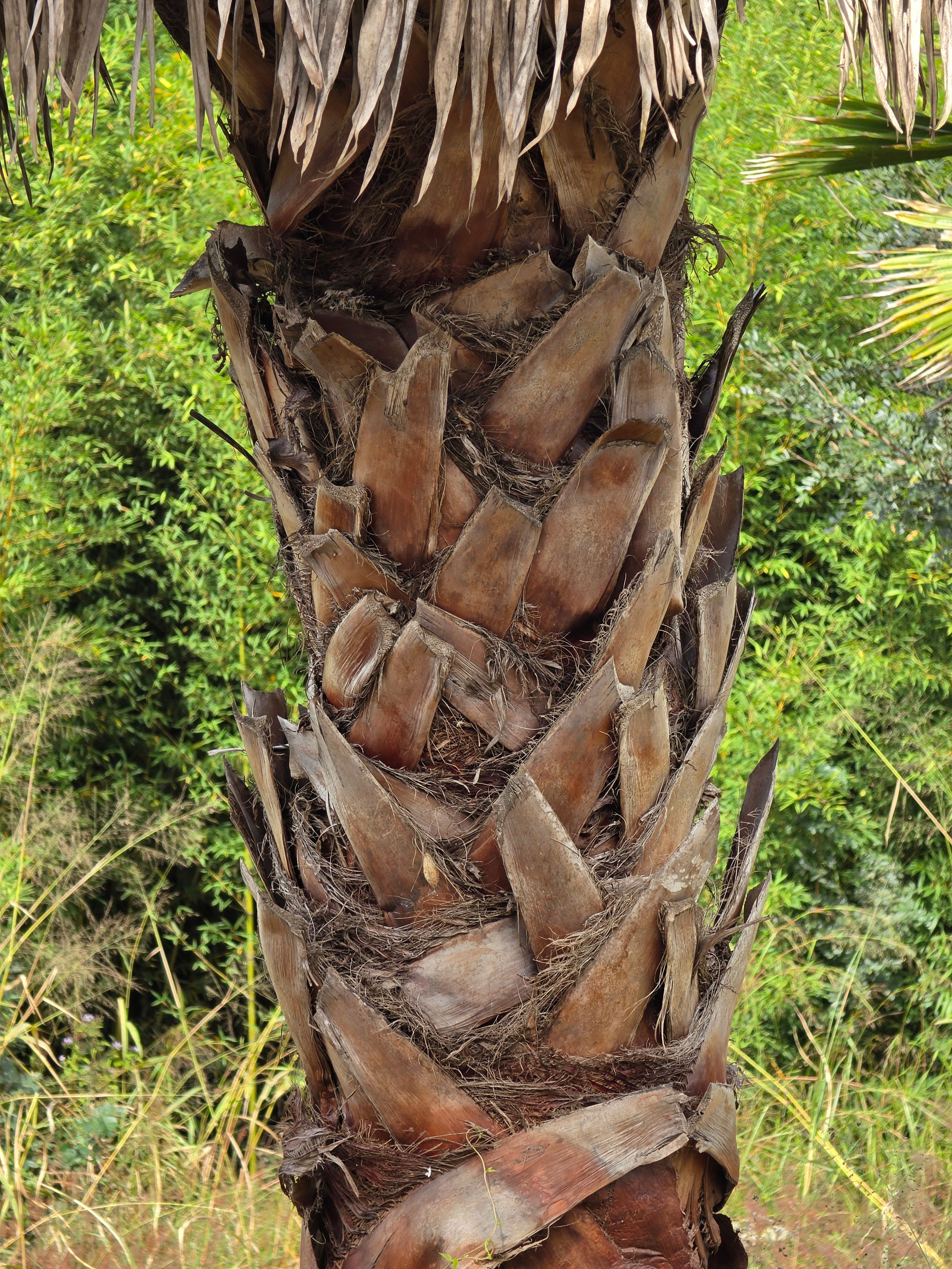 Palmeira Washingtonia Detalhe Tronco