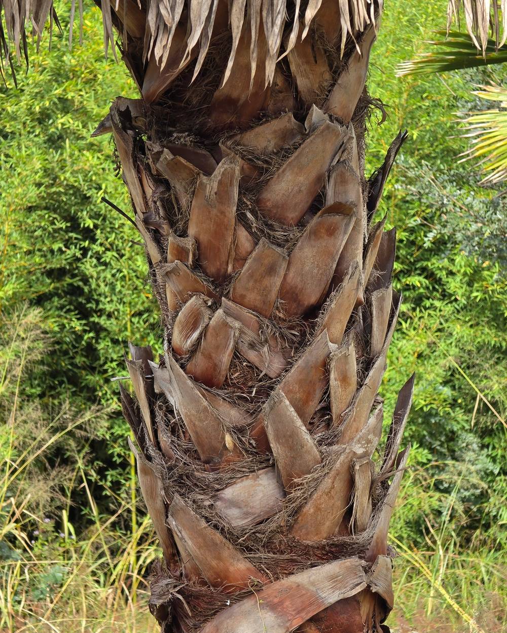 Palmeira Washingtonia Detalhe Tronco