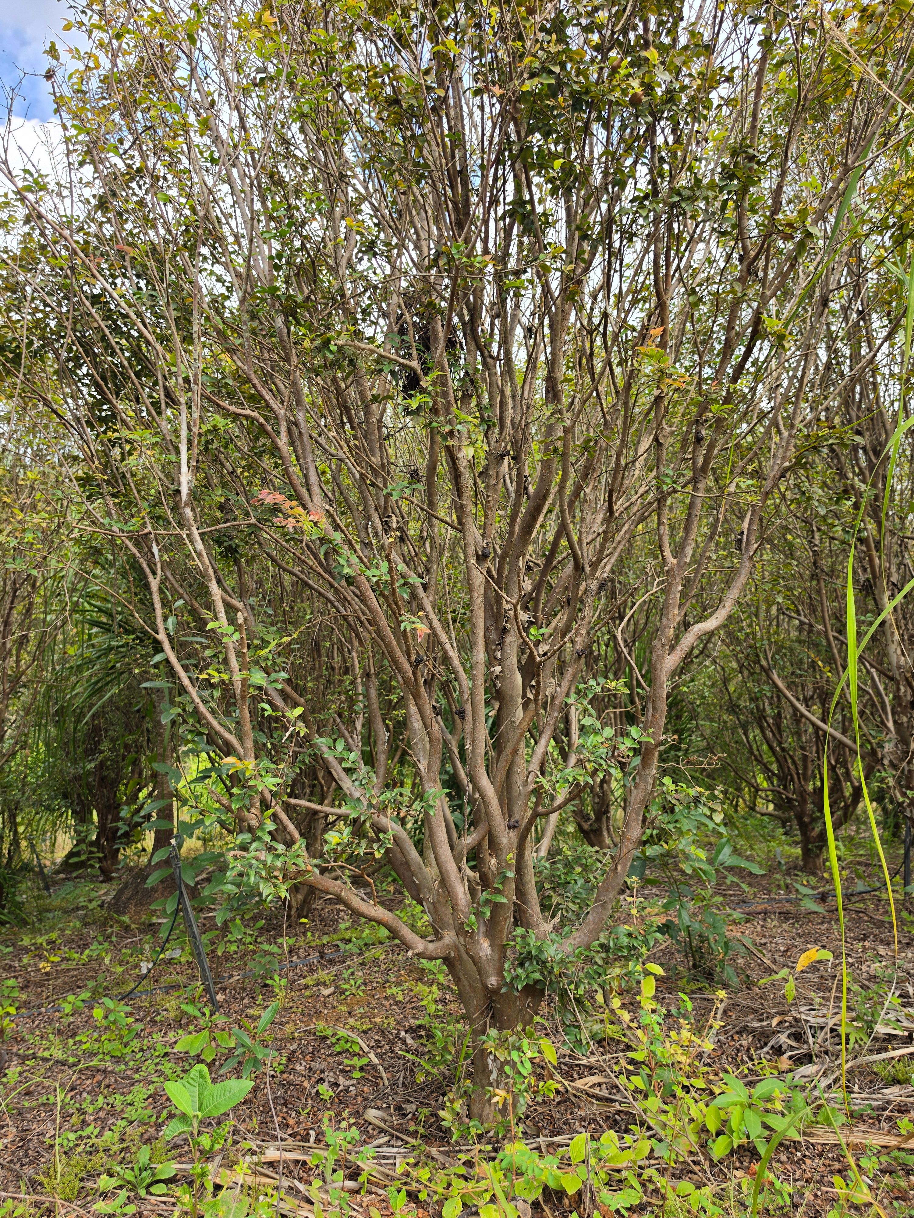 Jabuticabeira frontal