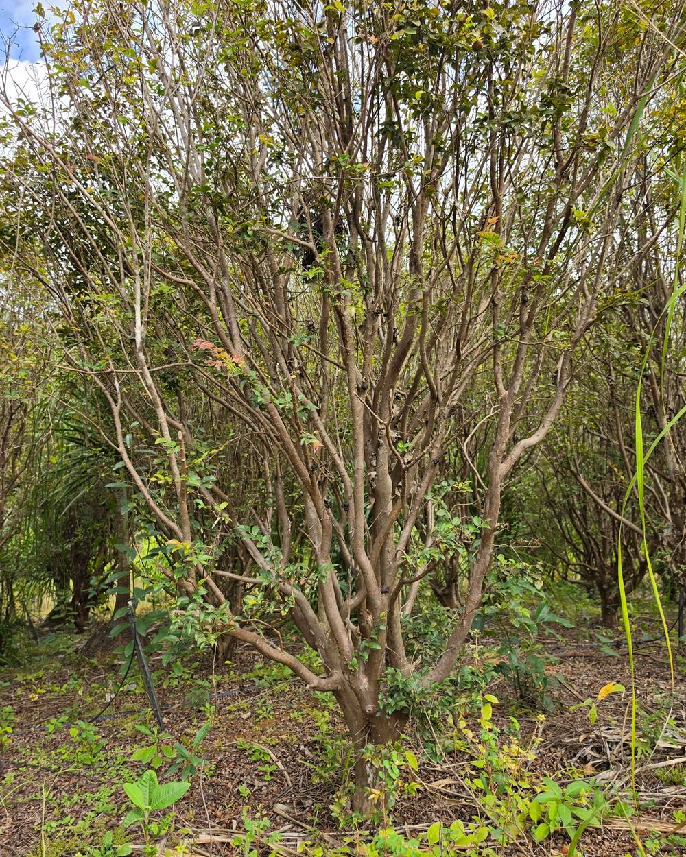 Jabuticabeira frontal