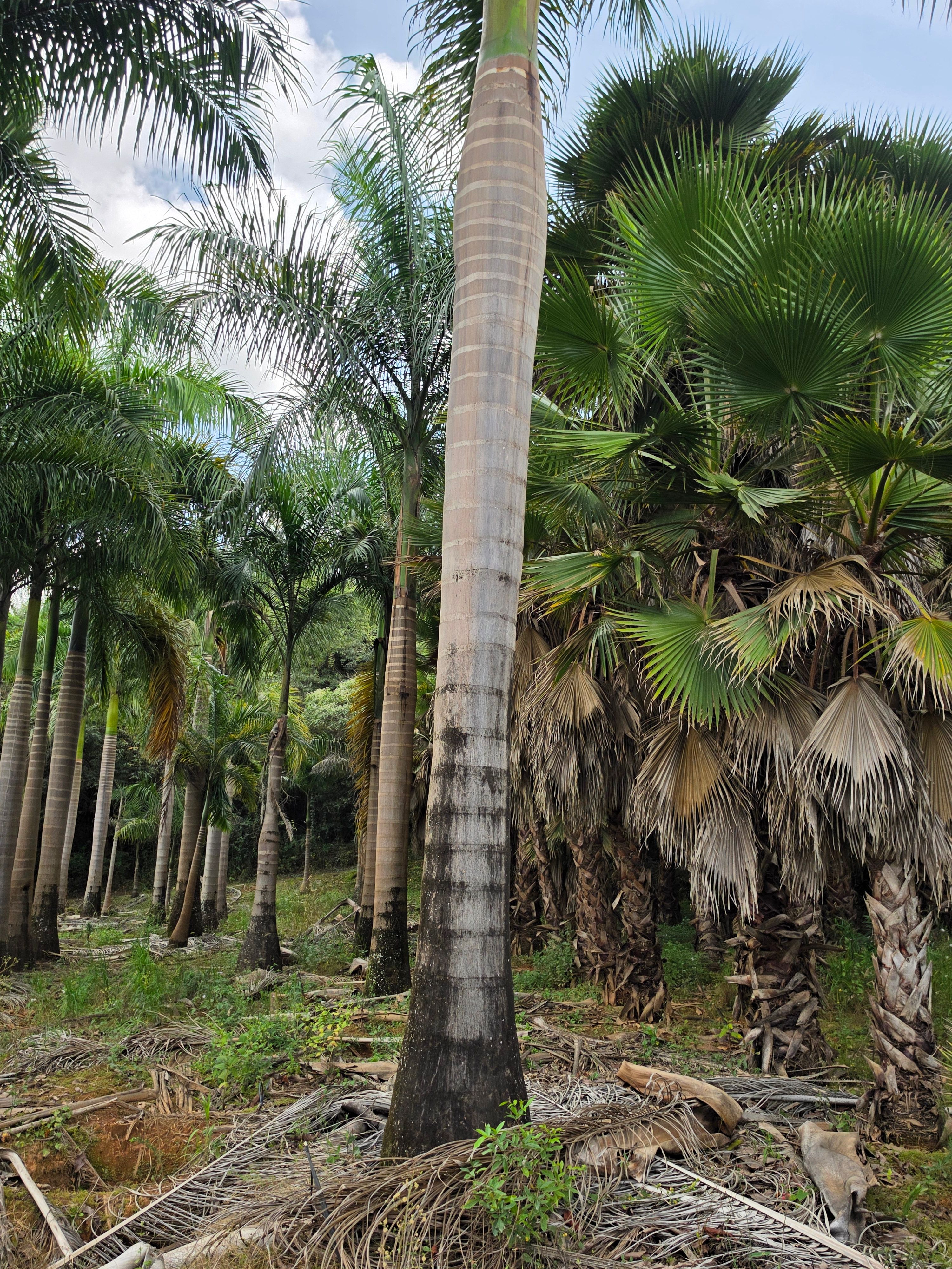 Palmeira Imperial Tronco