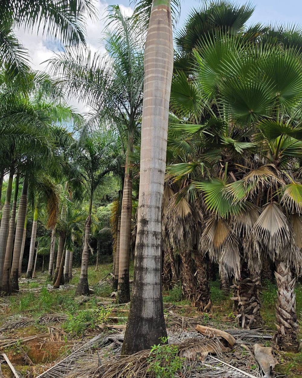 Palmeira Imperial Tronco