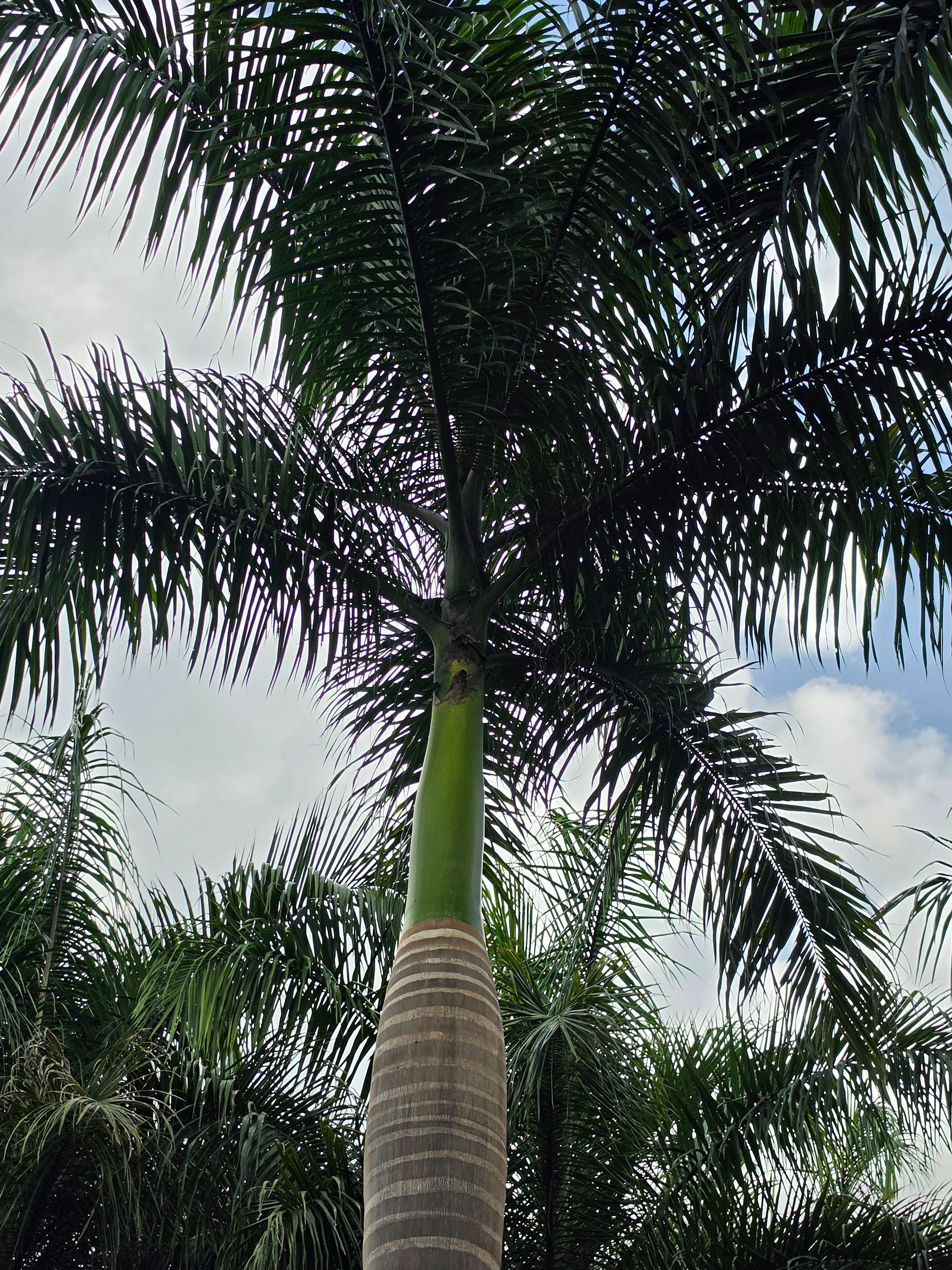Palmeira Imperial Folhas e Palmito