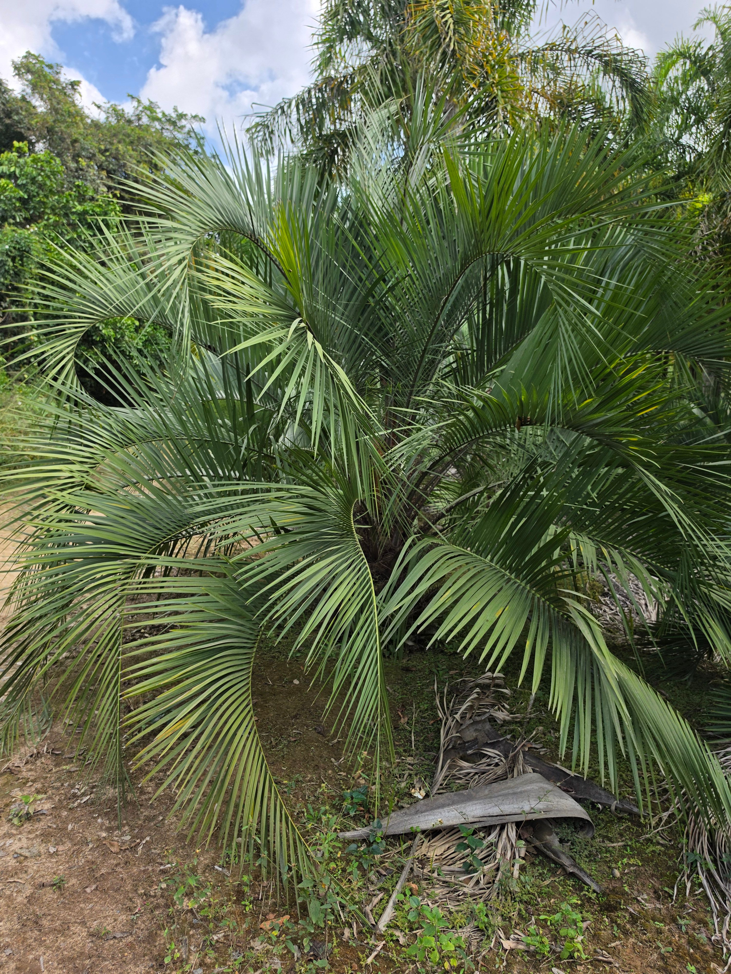 Butia Folhas