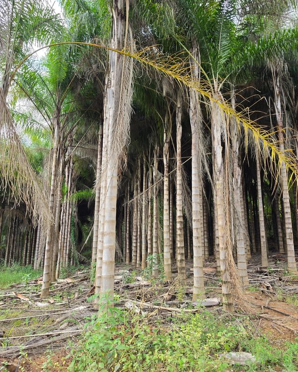 Palmeira Licuri ou Jeriva