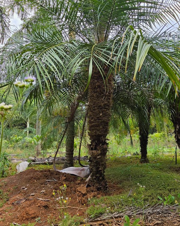 Fenix roebeleenii