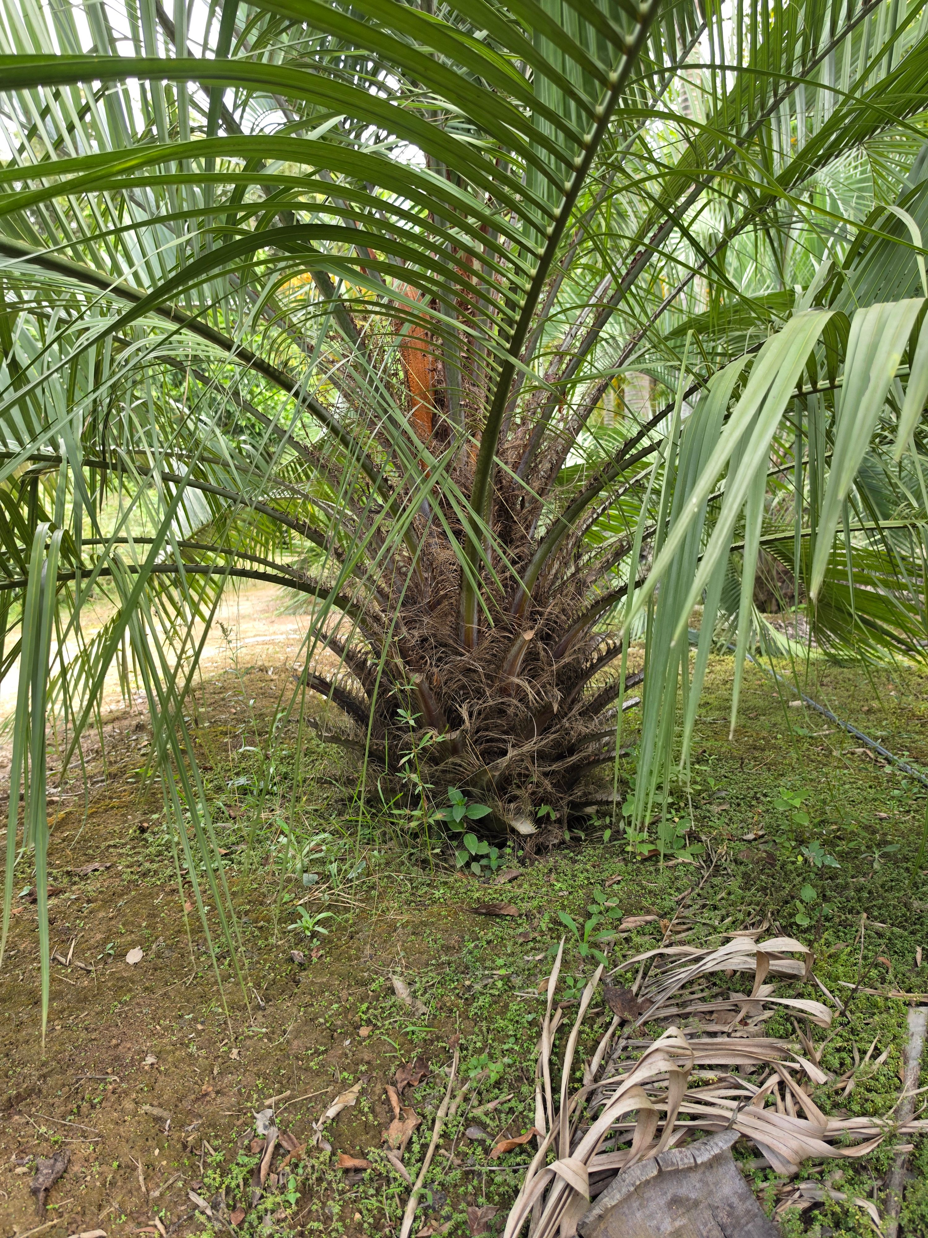Butia Tronco
