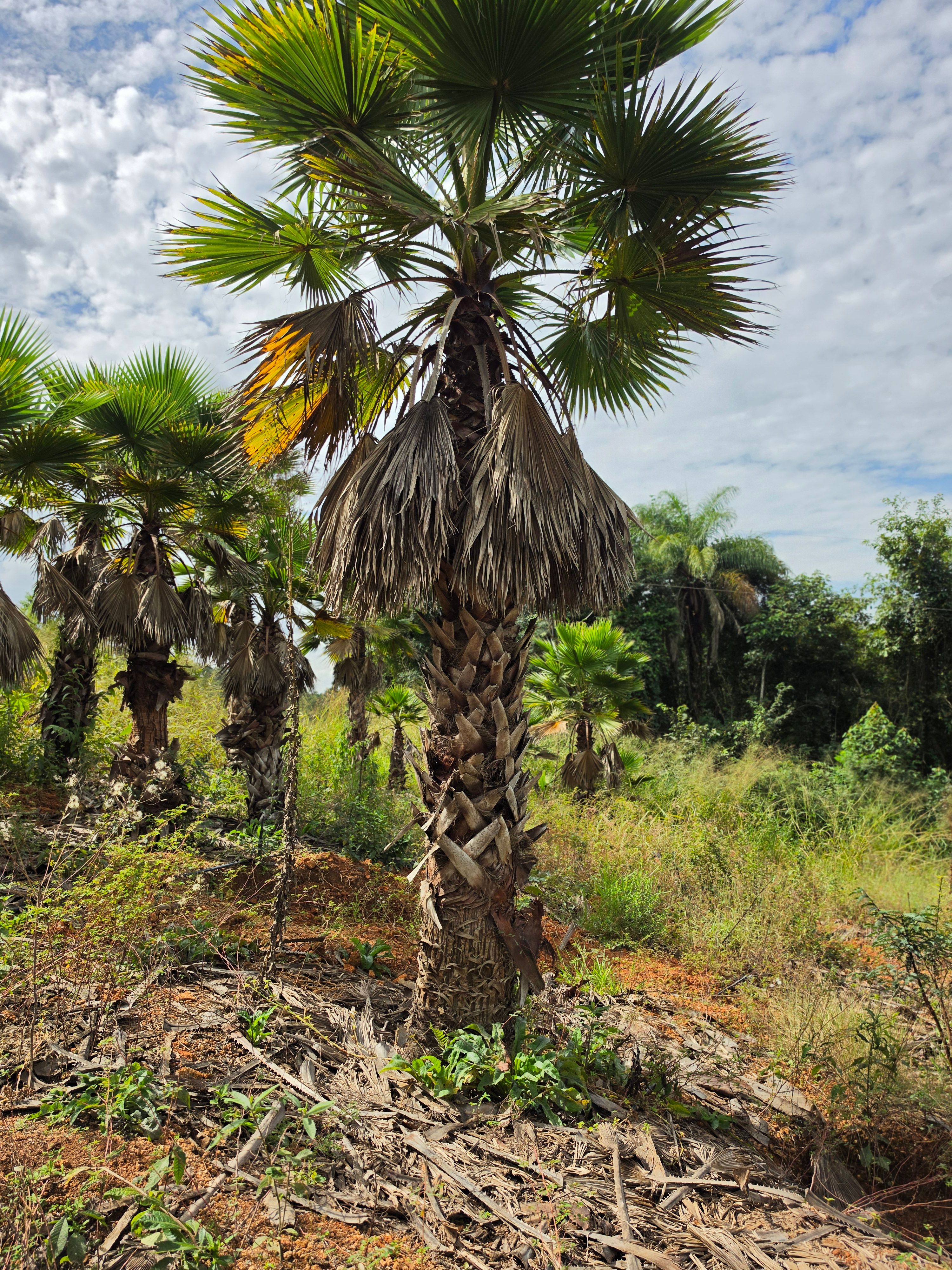 Palmeira Washingtonia