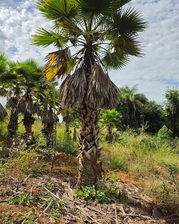 Palmeira Washingtonia