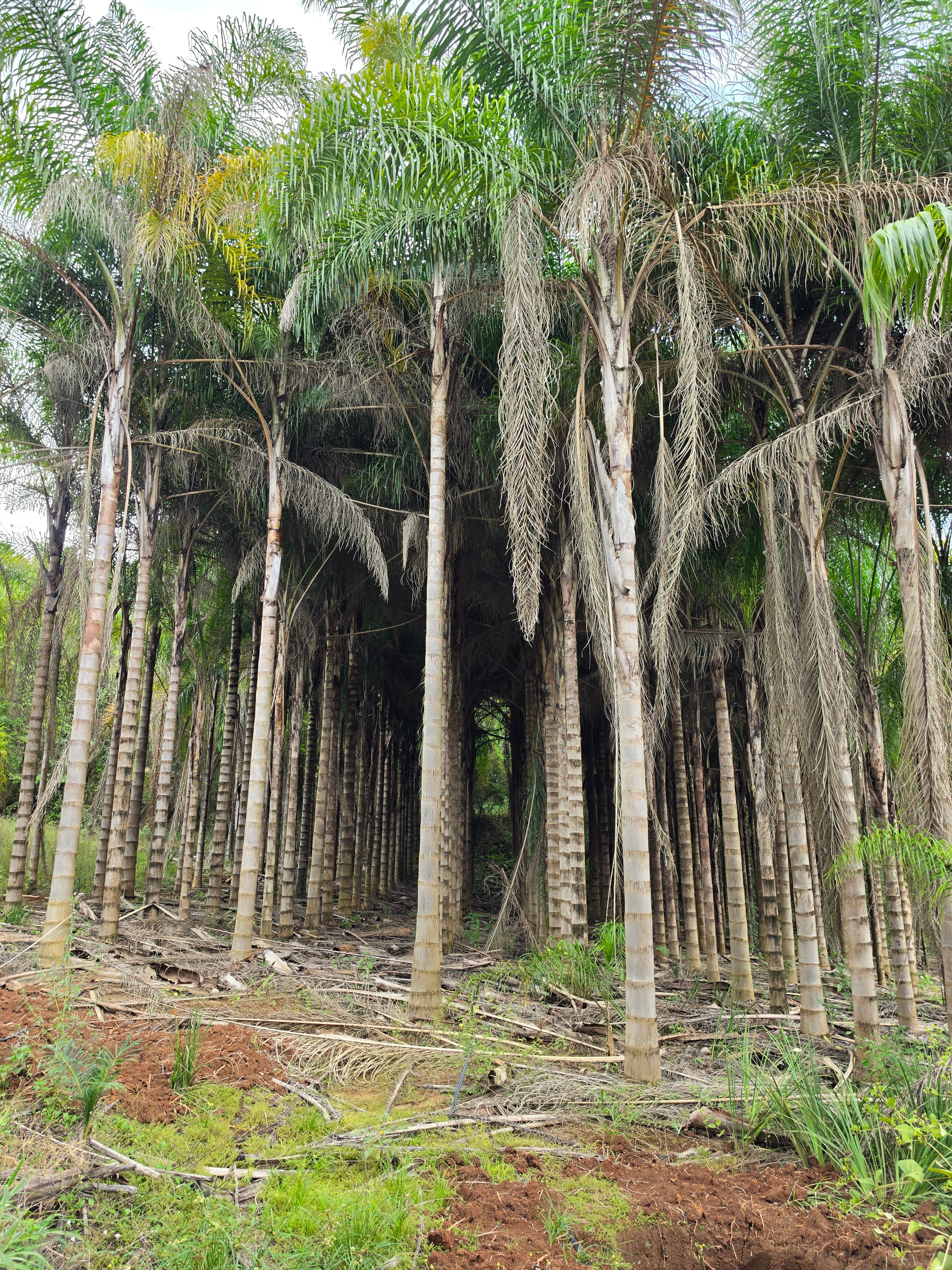 Palmeira licuri ou jeriva geral