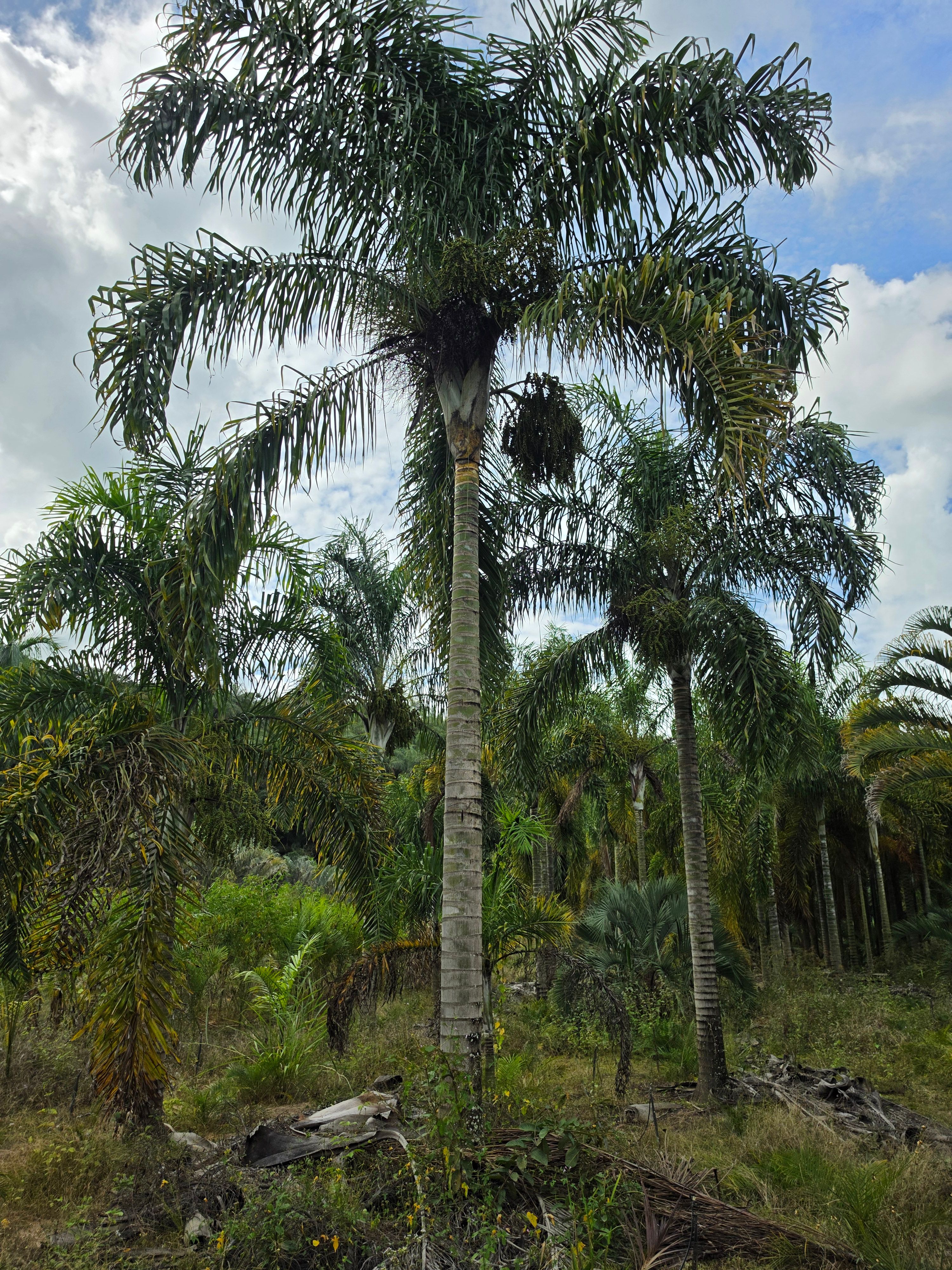 Areca de Locuba Frontal