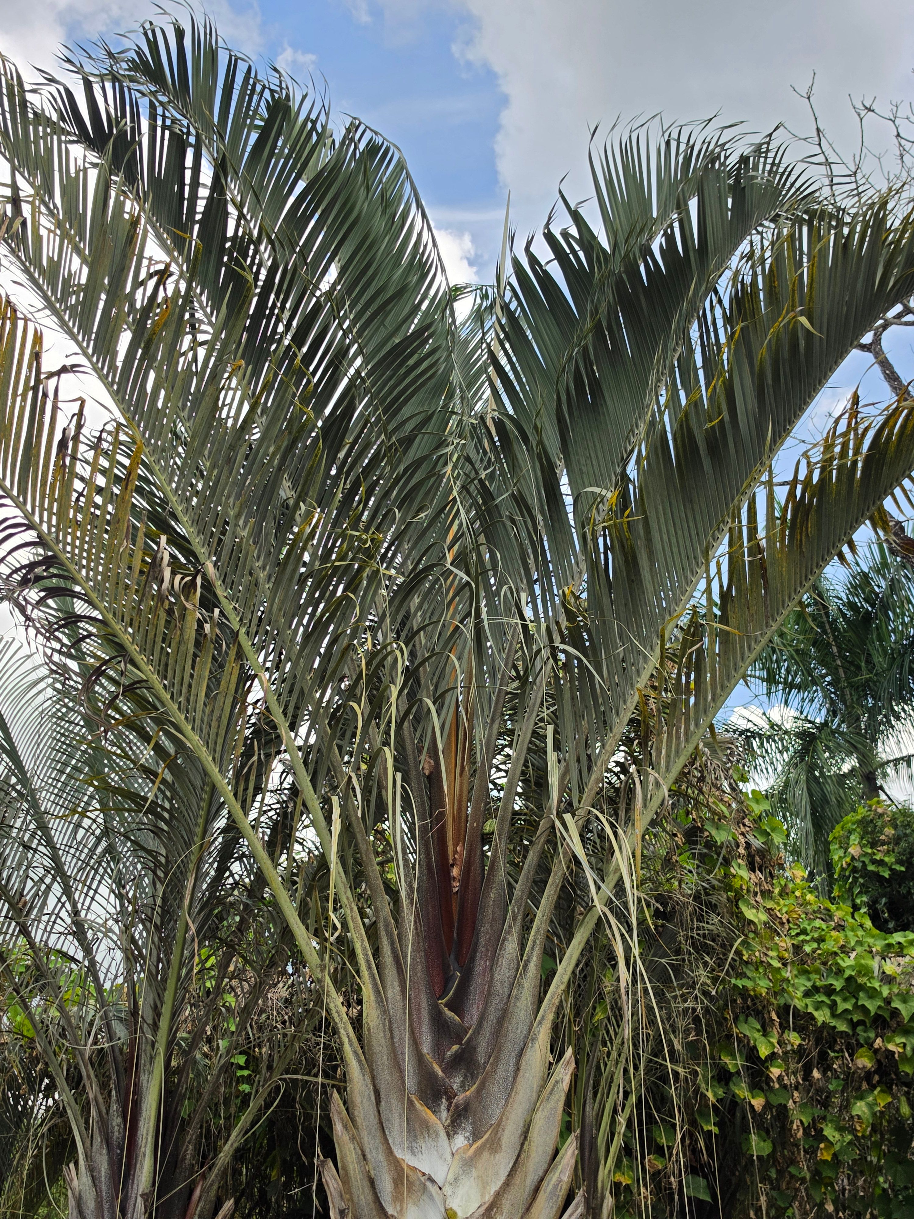 Palmeira Triangular Folhas