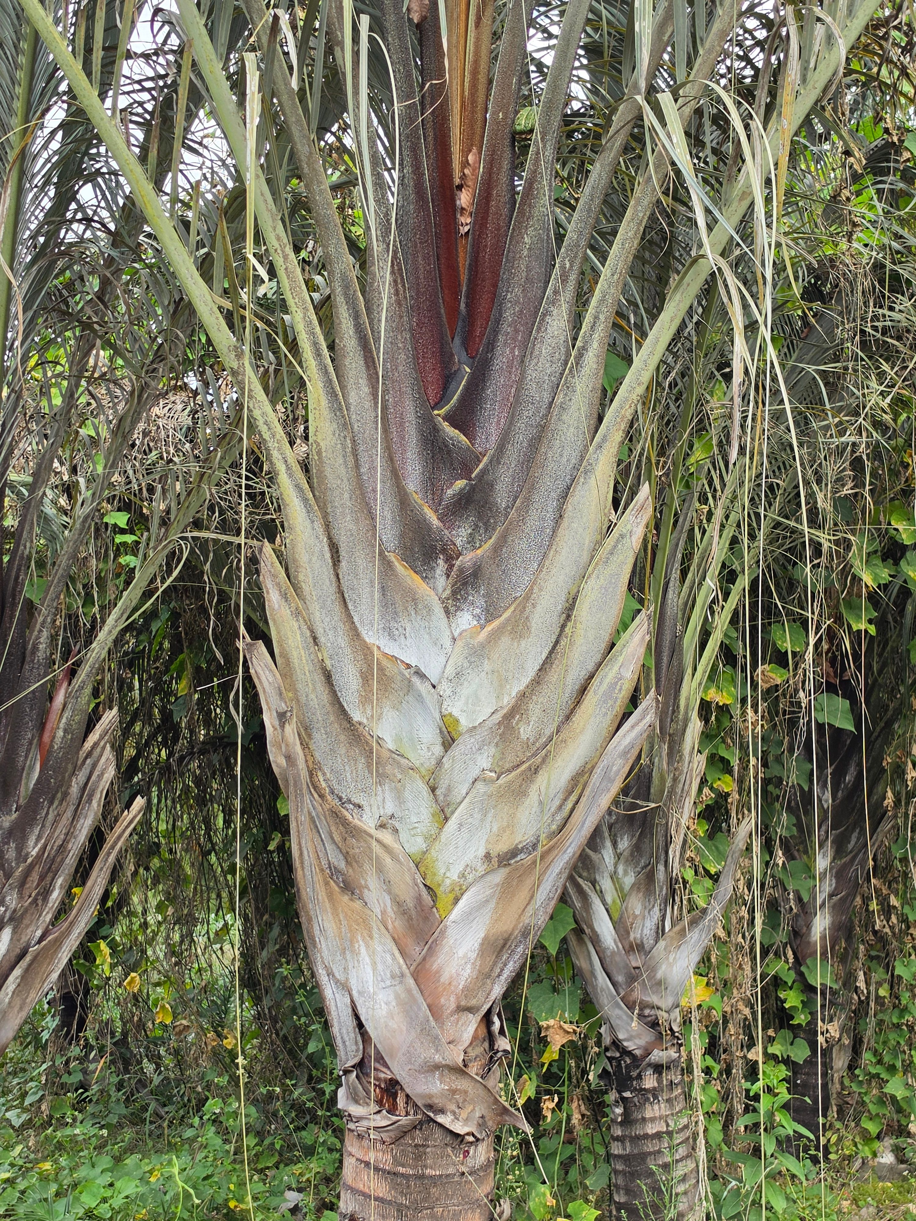 Palmeira Triangular Detalhe