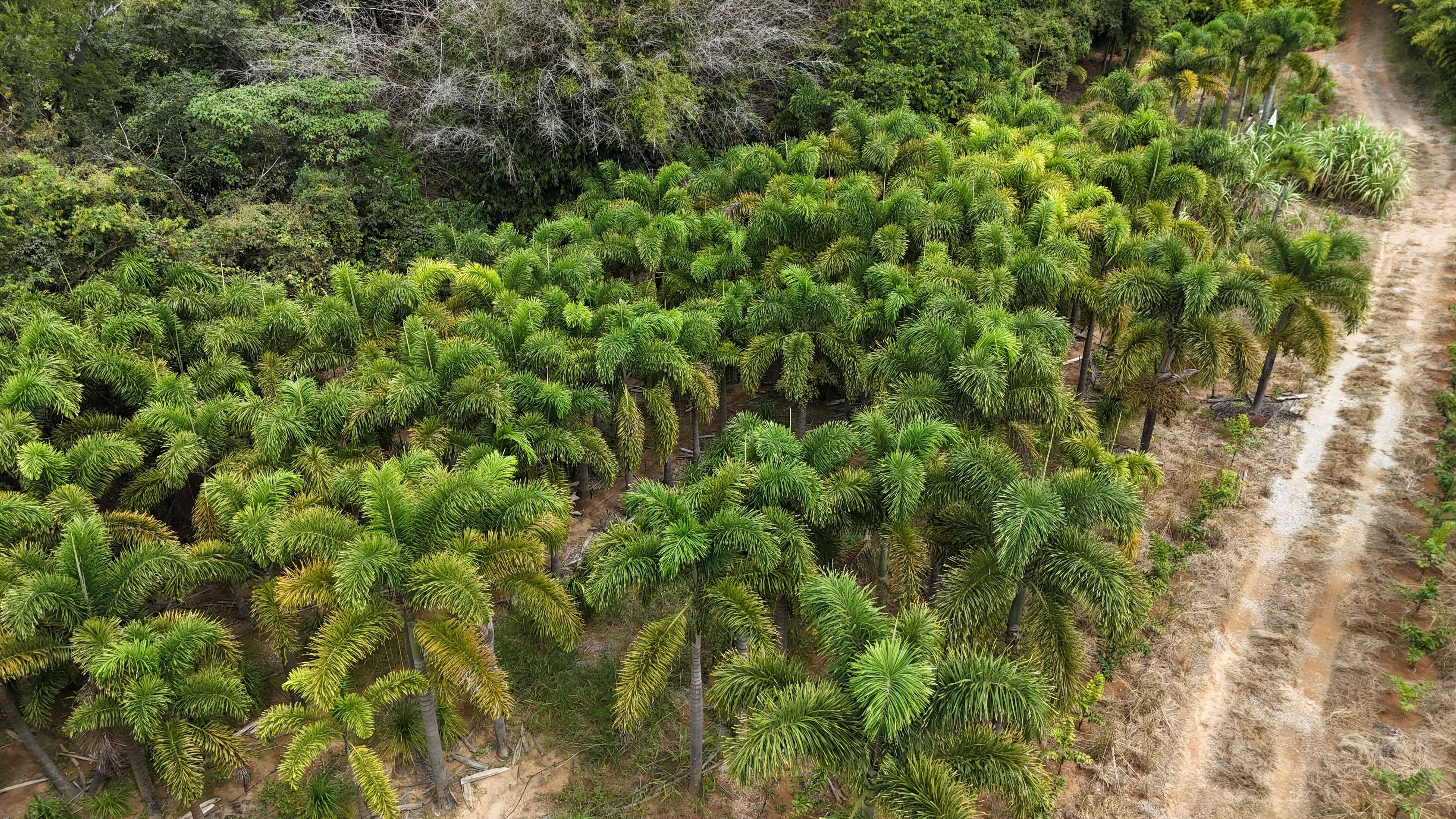 Viveiro de plantas visto de cima