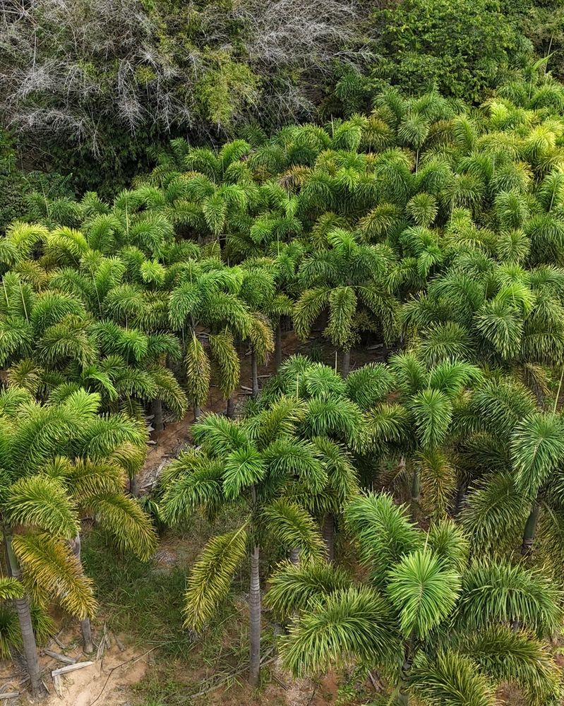 Viveiro de plantas visto de cima