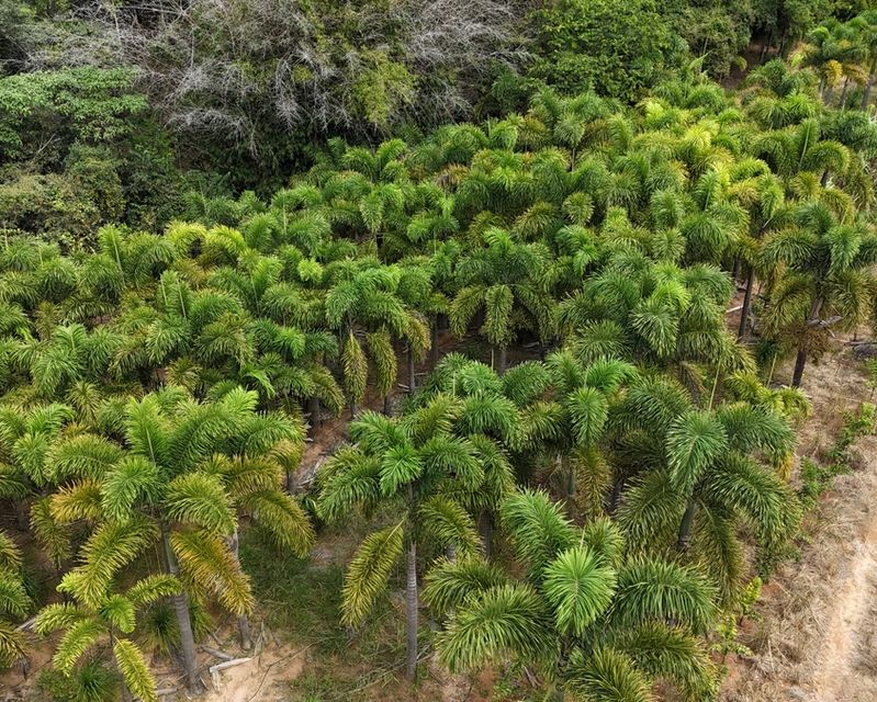 Viveiro de plantas visto de cima