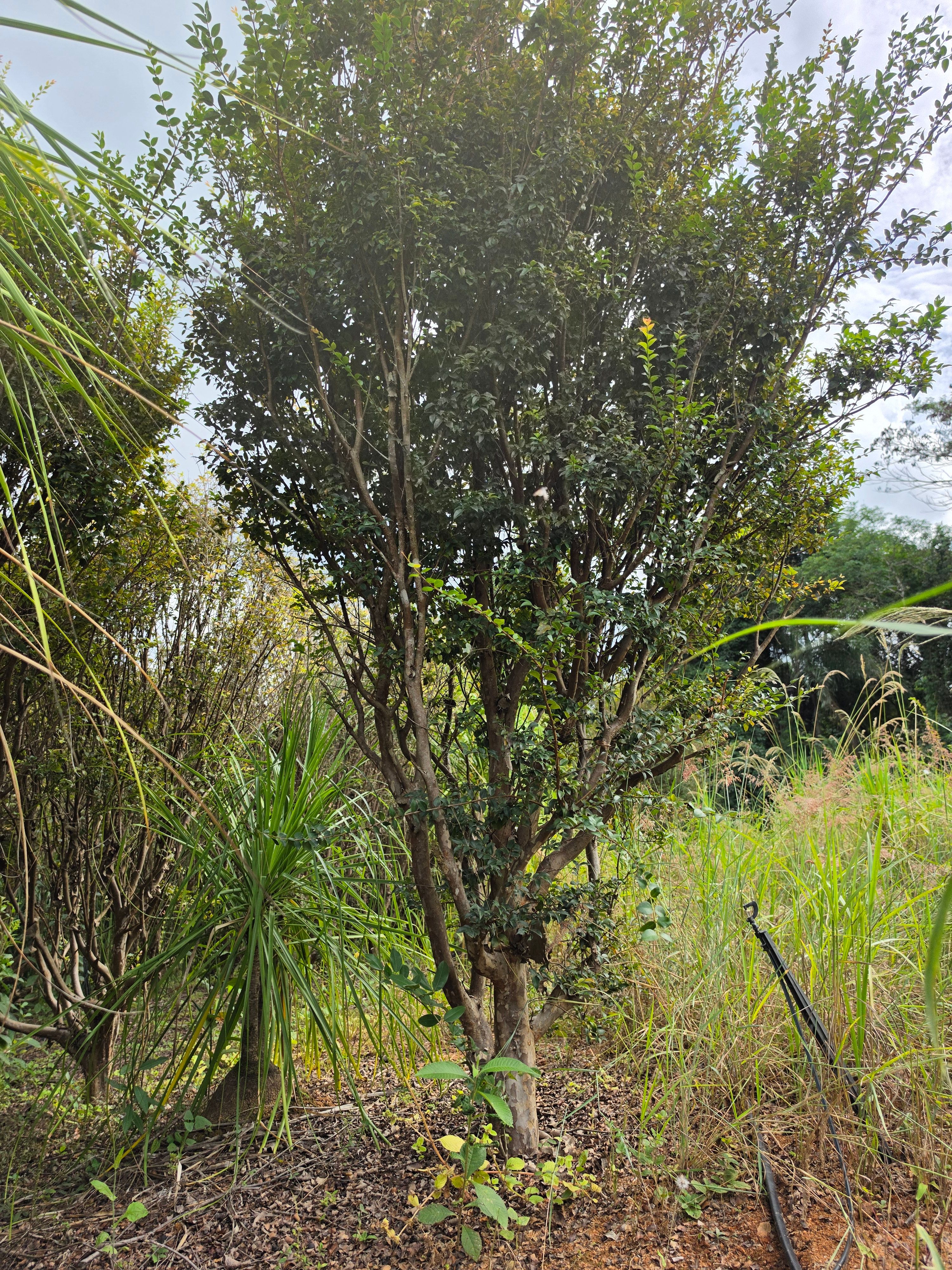 Jabuticabeira